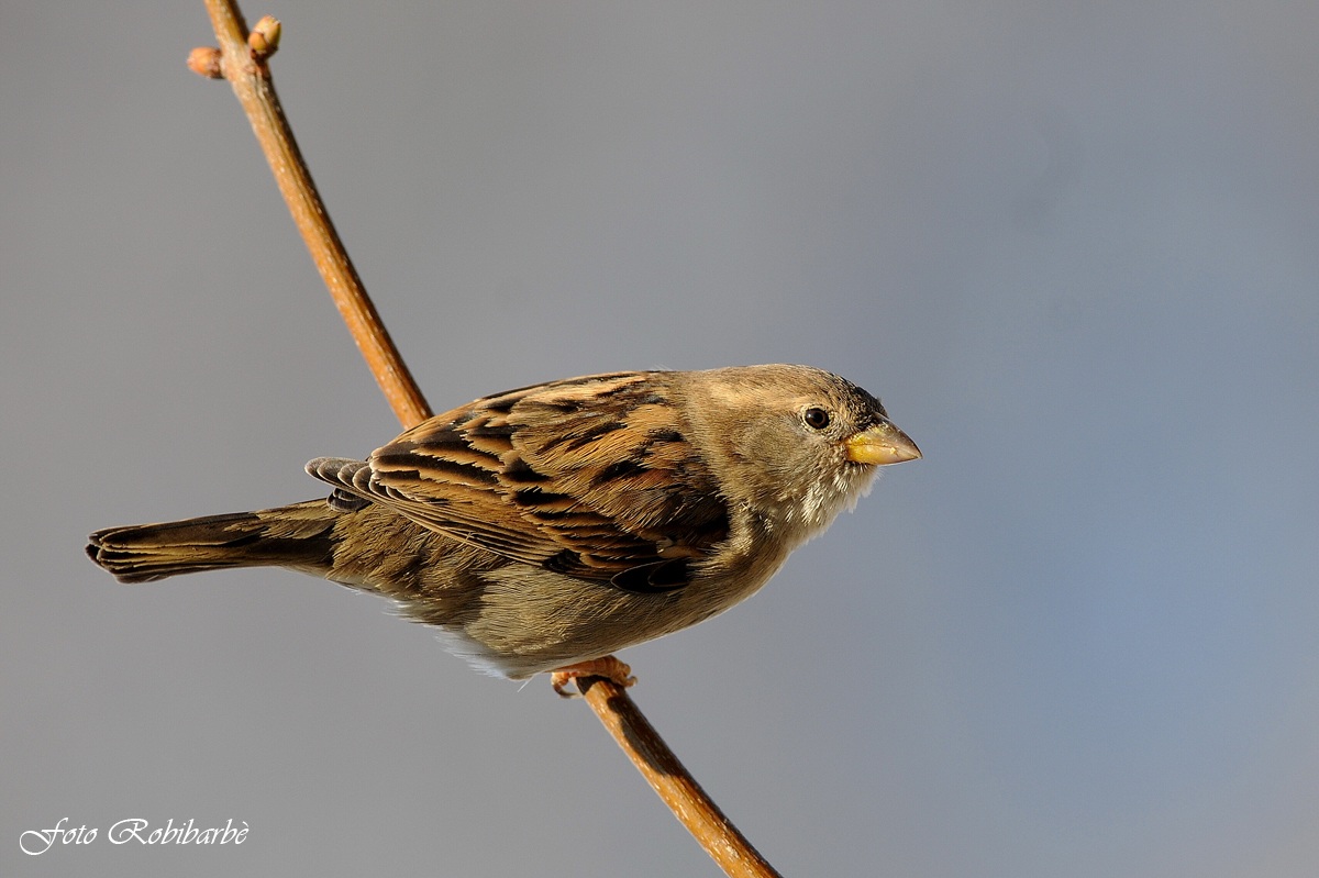 Passero domestico...femmina...