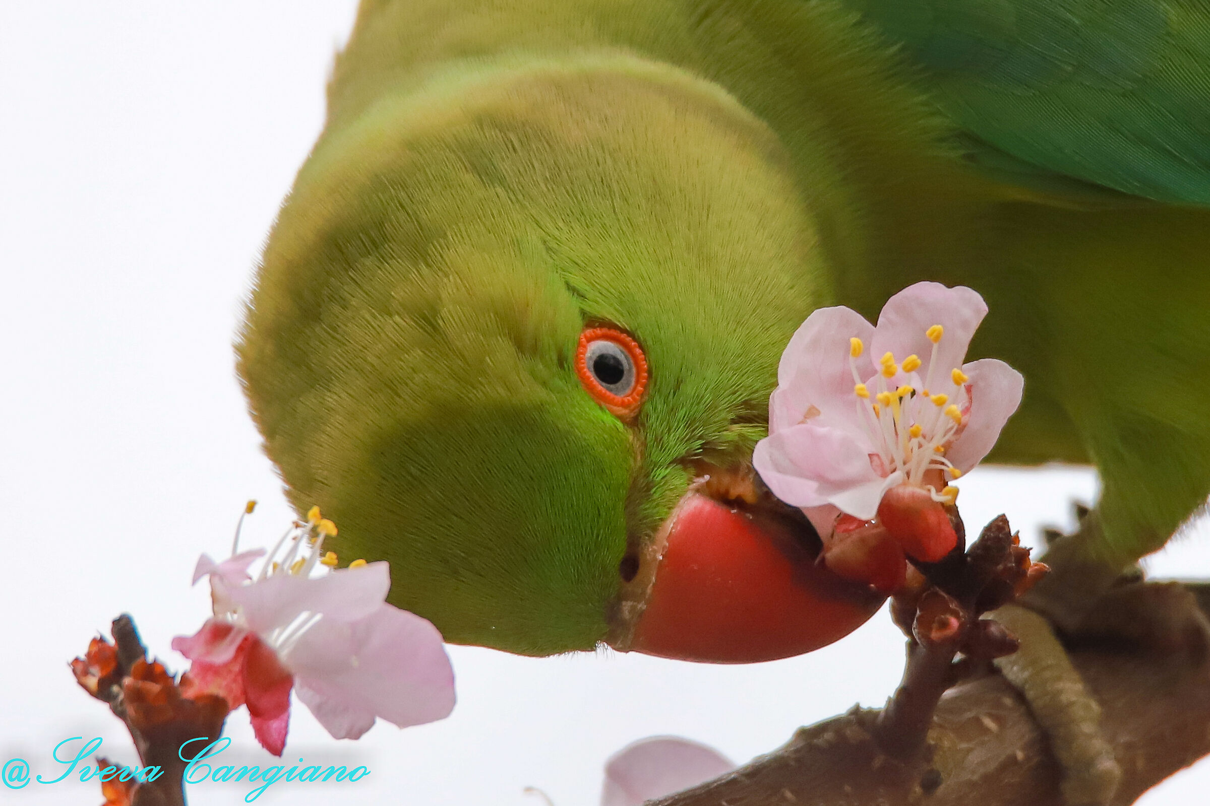 PARROCCHETTO DAL COLLARE