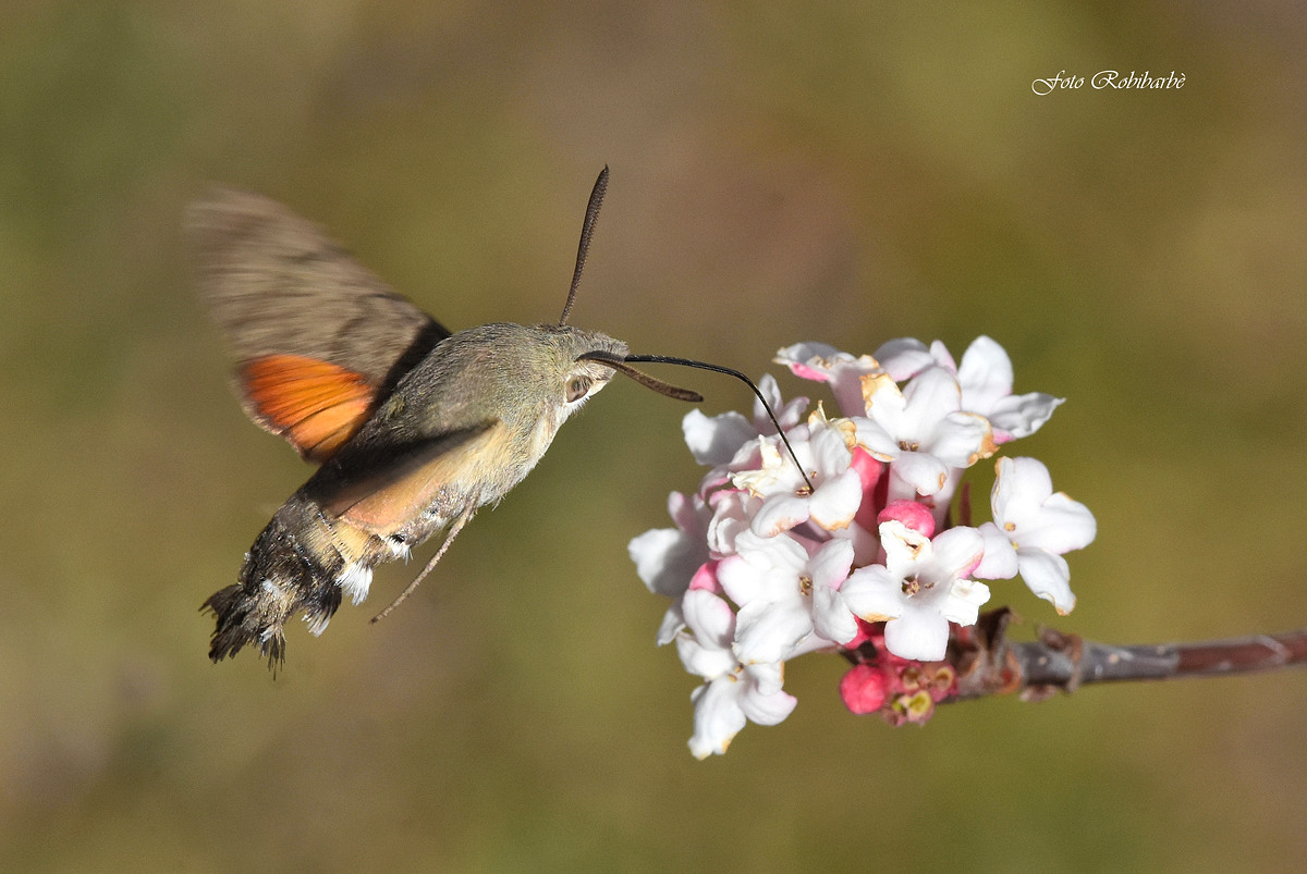 Butterfly hummingbird...