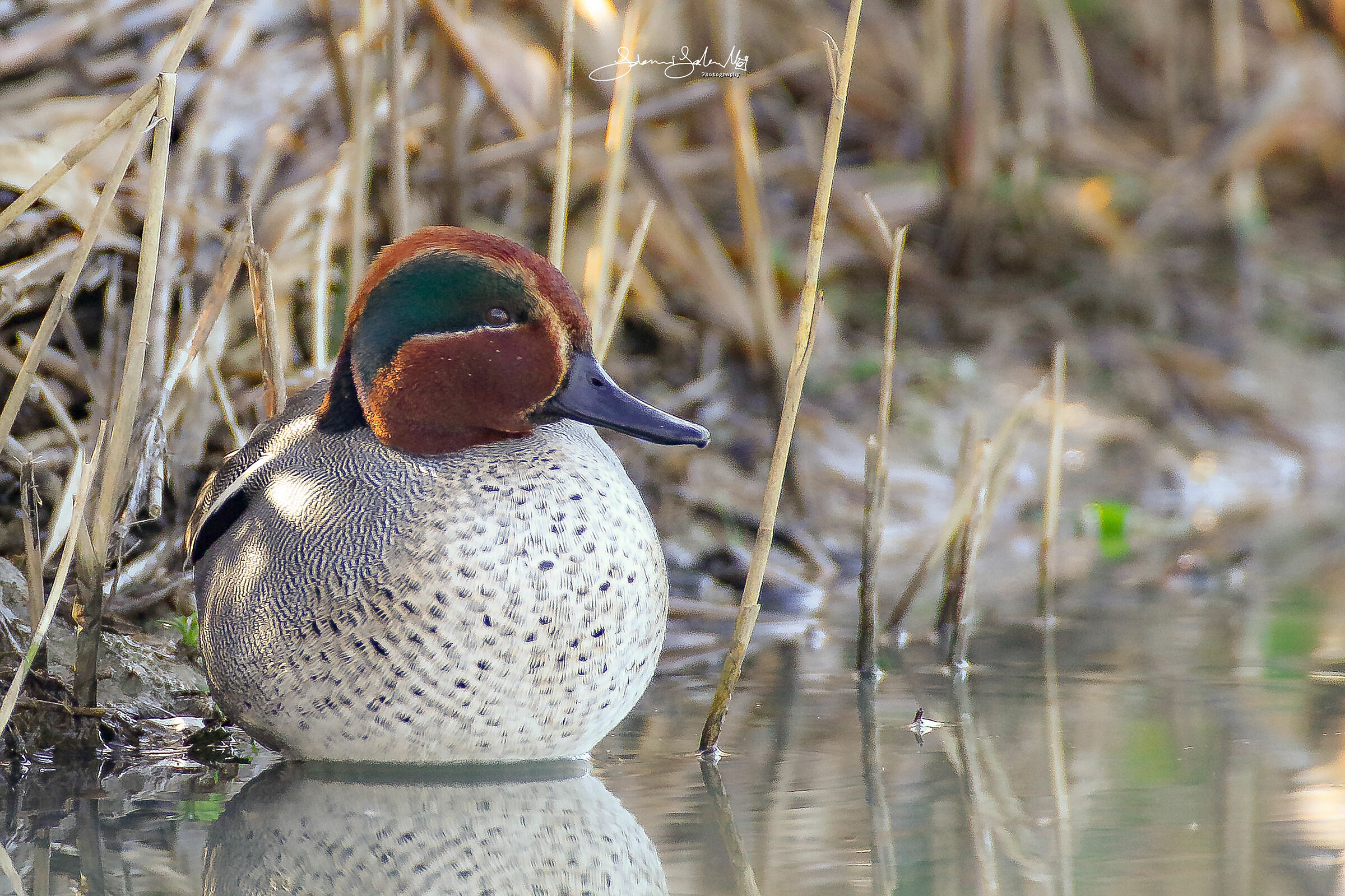 Mr Common teal