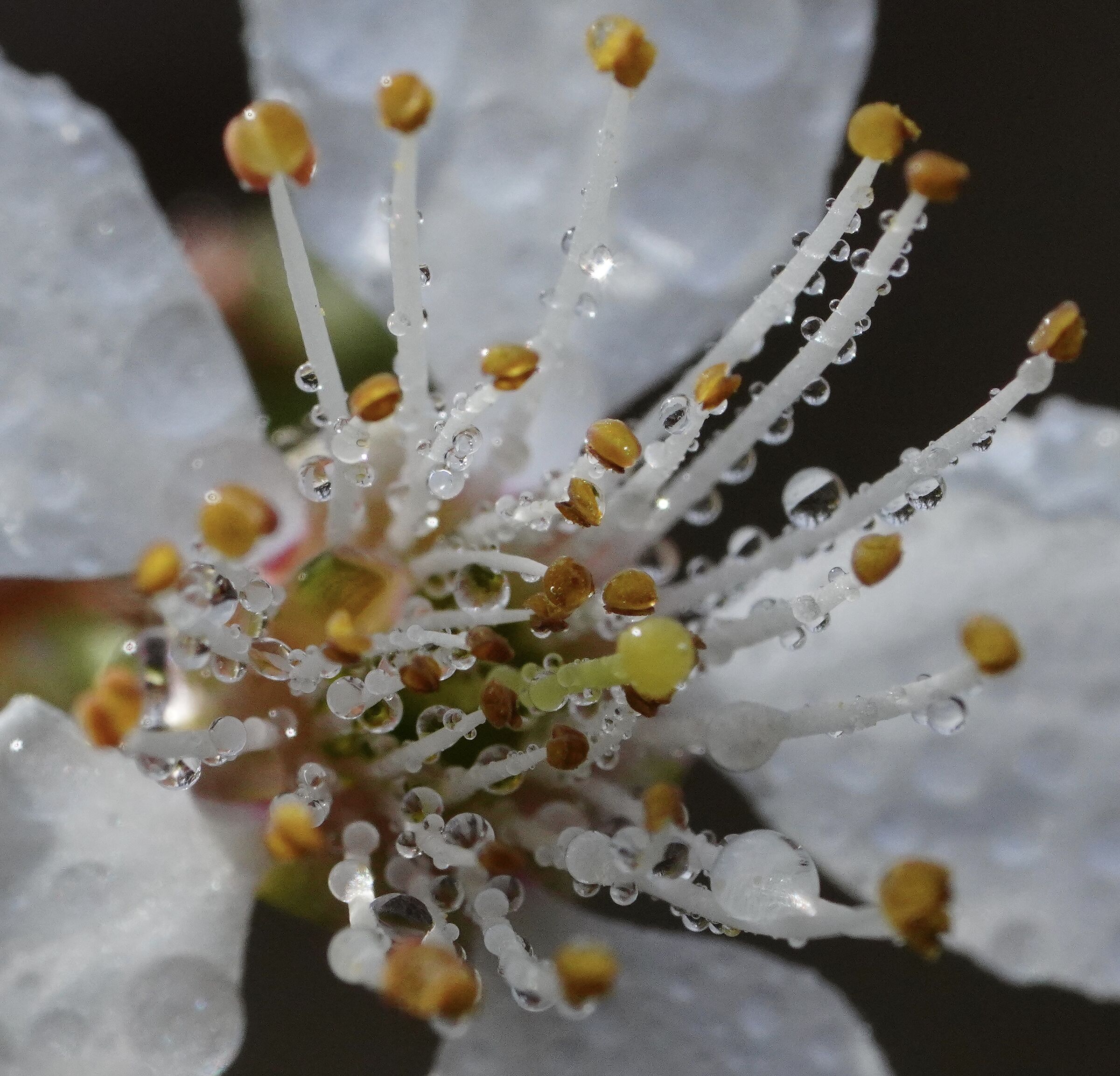 The first shoots of the morning...