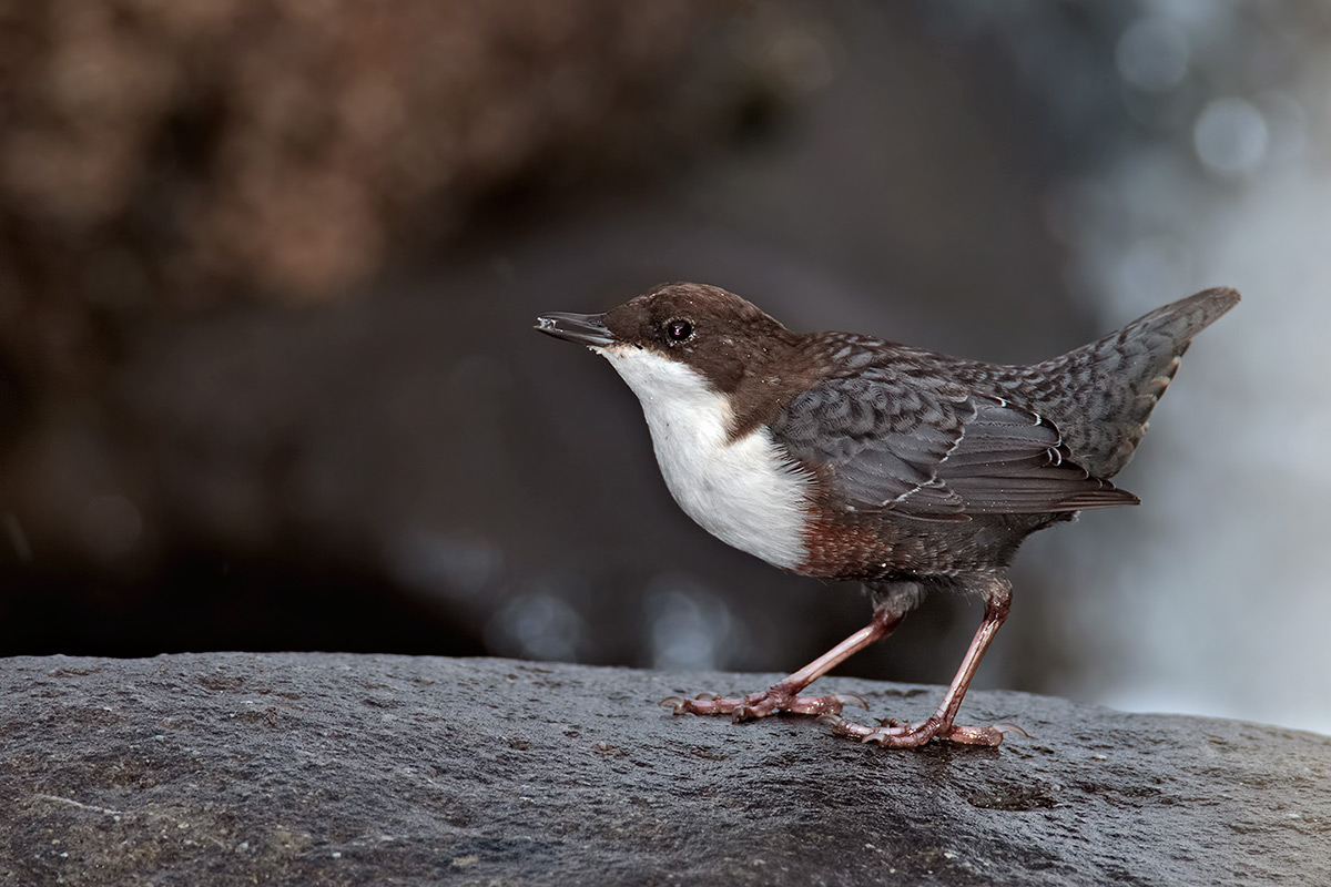 Dipper