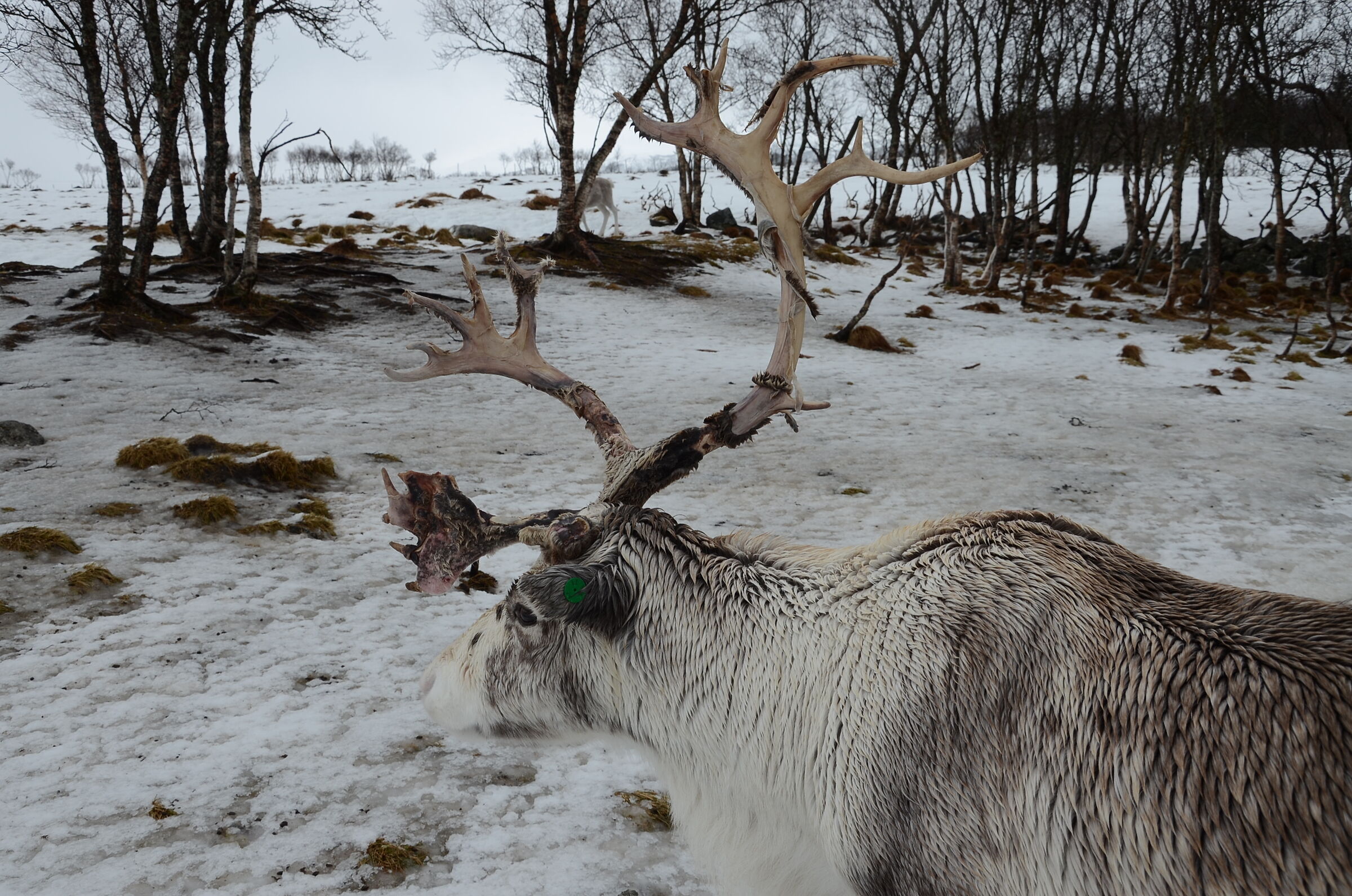 Reindeer