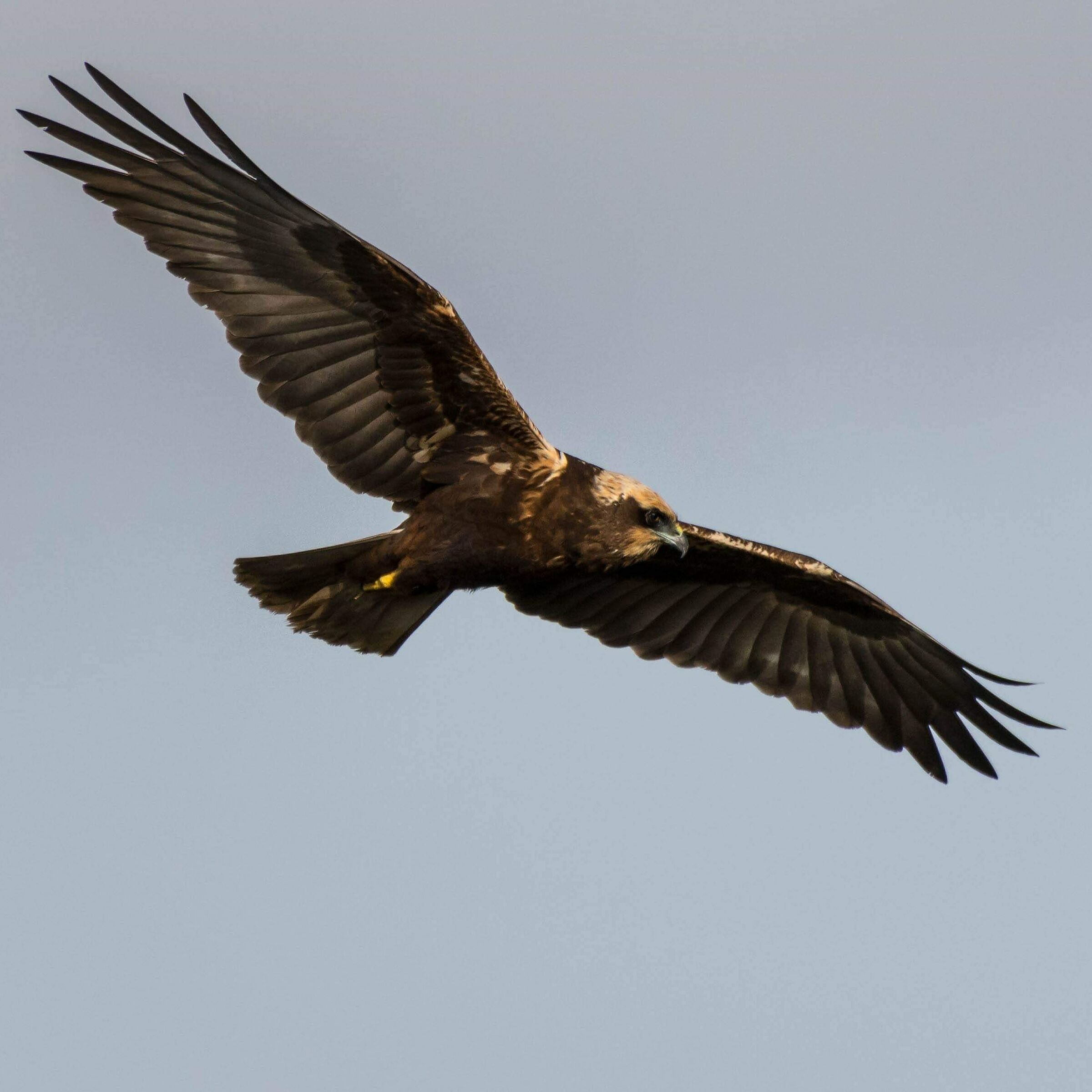 Circus Aeruginosus female