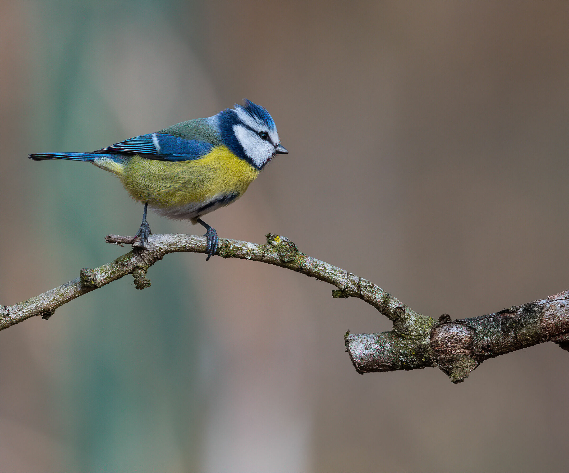 cinciarella comes from the countryside...