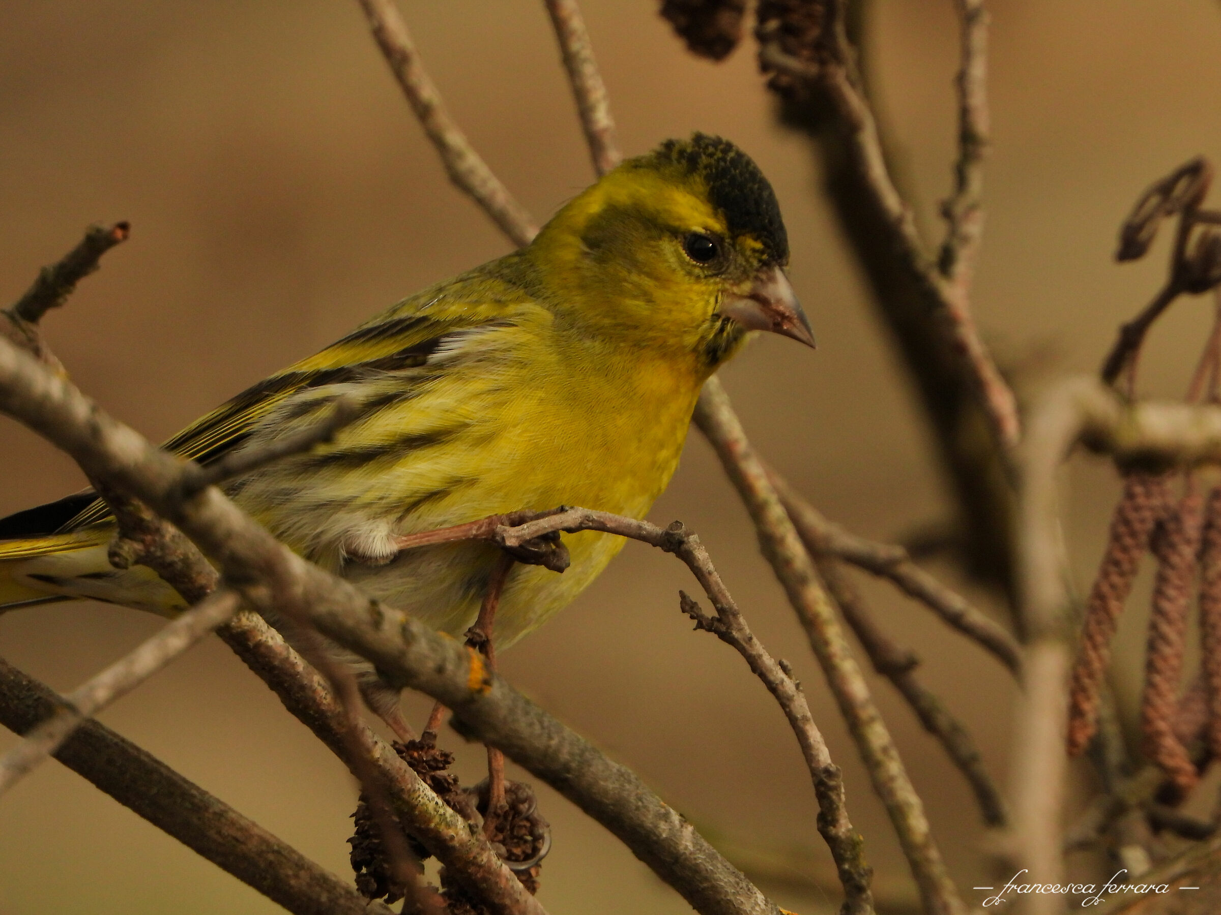 Lucherino (Spinus Spinus)