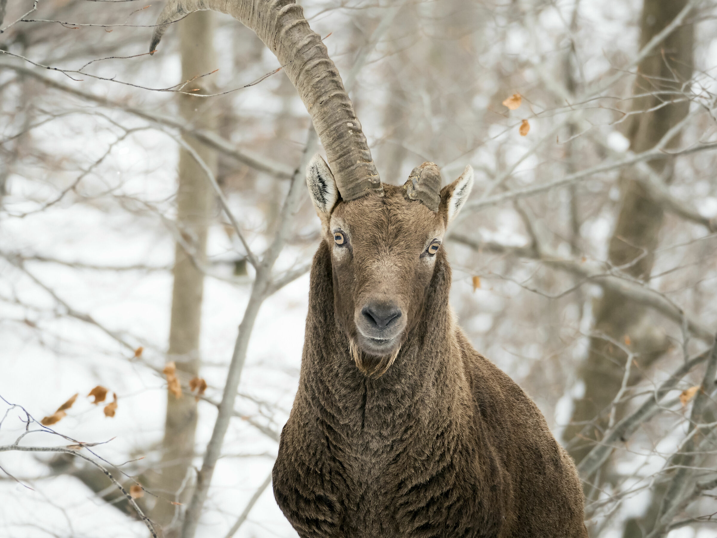 Nel candore, fiero, l'Alpino