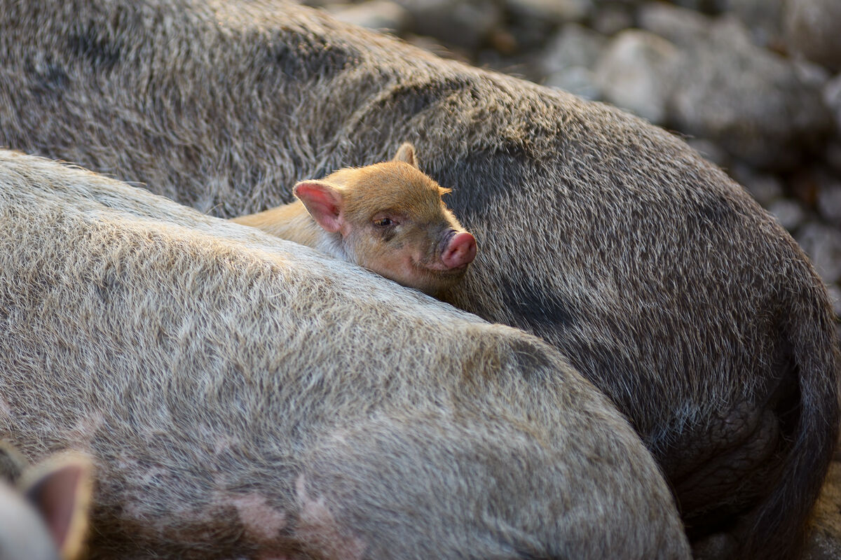 Between Mom and Dad - Val Fondillo 20191020