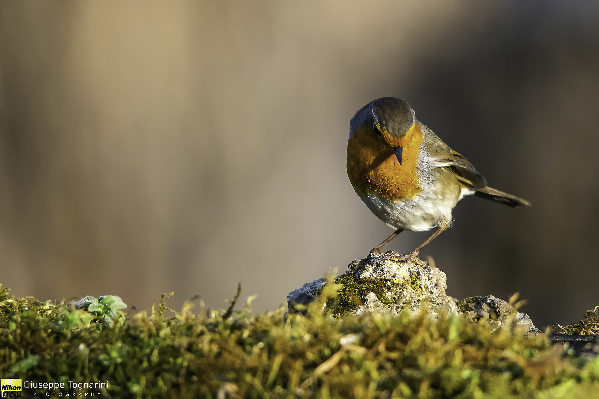 p.p. (pettirosso perplesso)