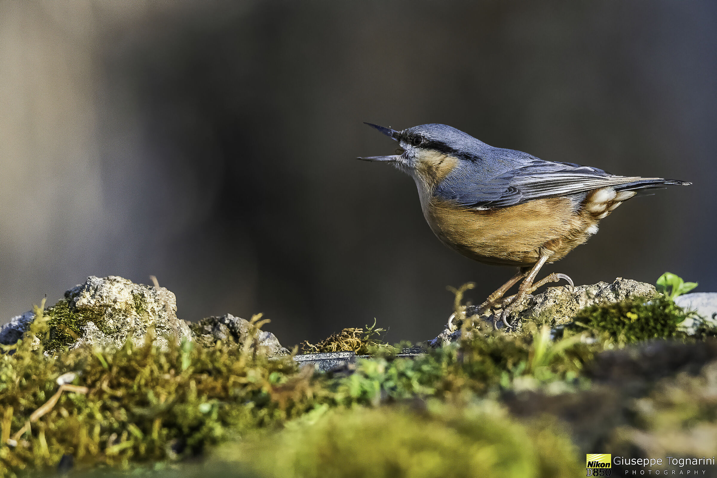 ...un sol boccone...