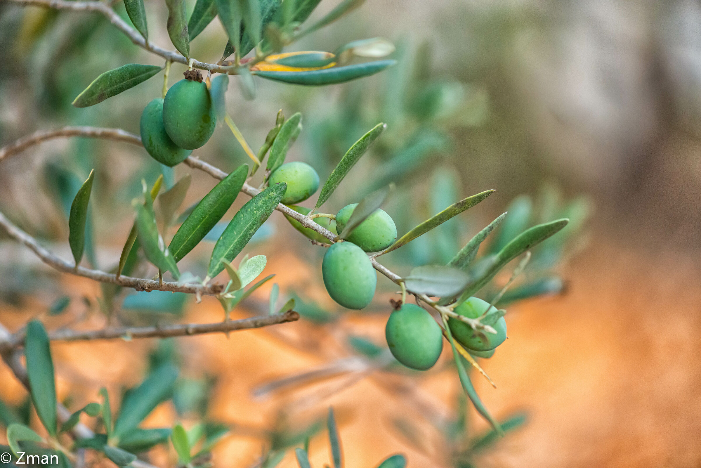 Olives