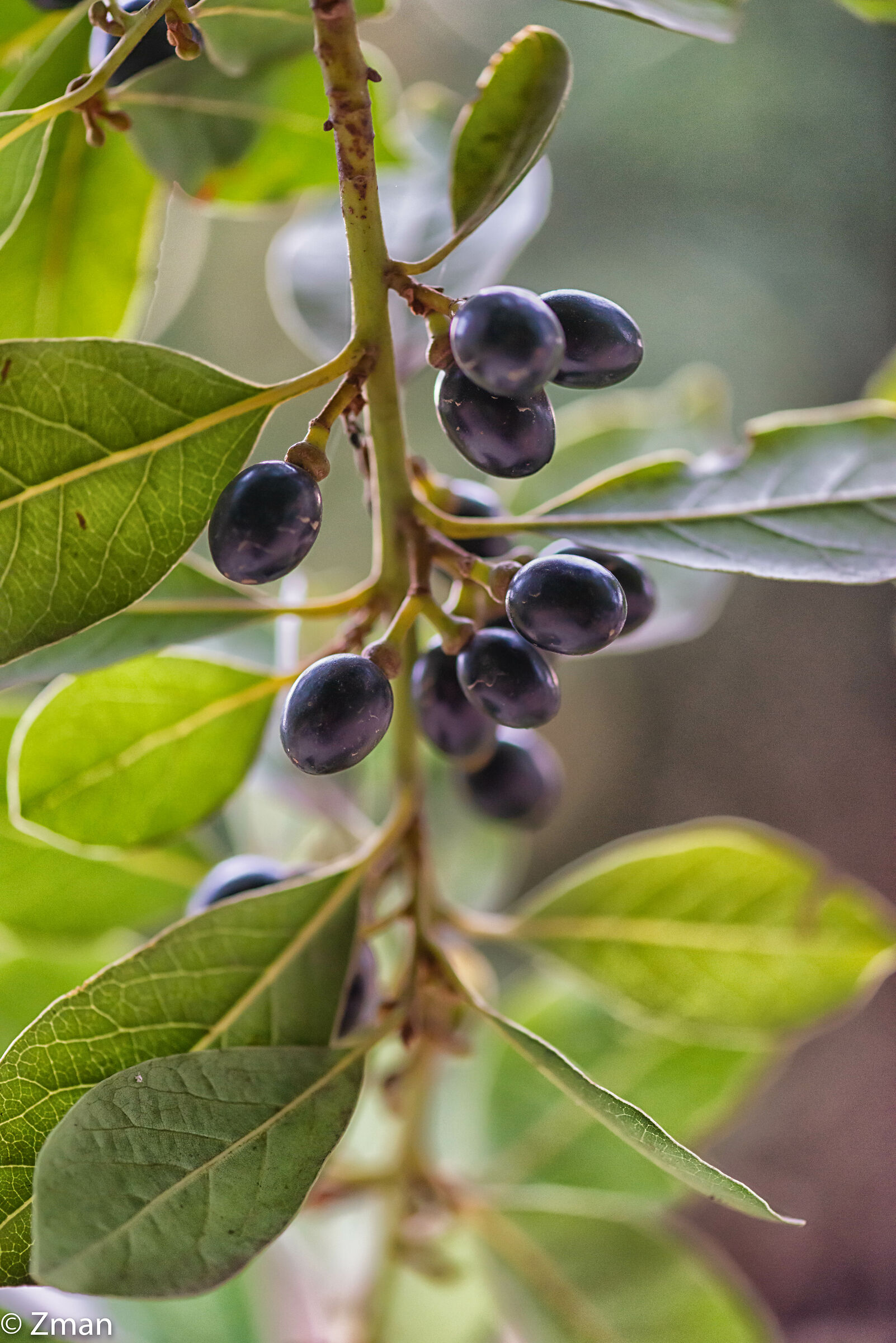 Bay Olives and Leaves