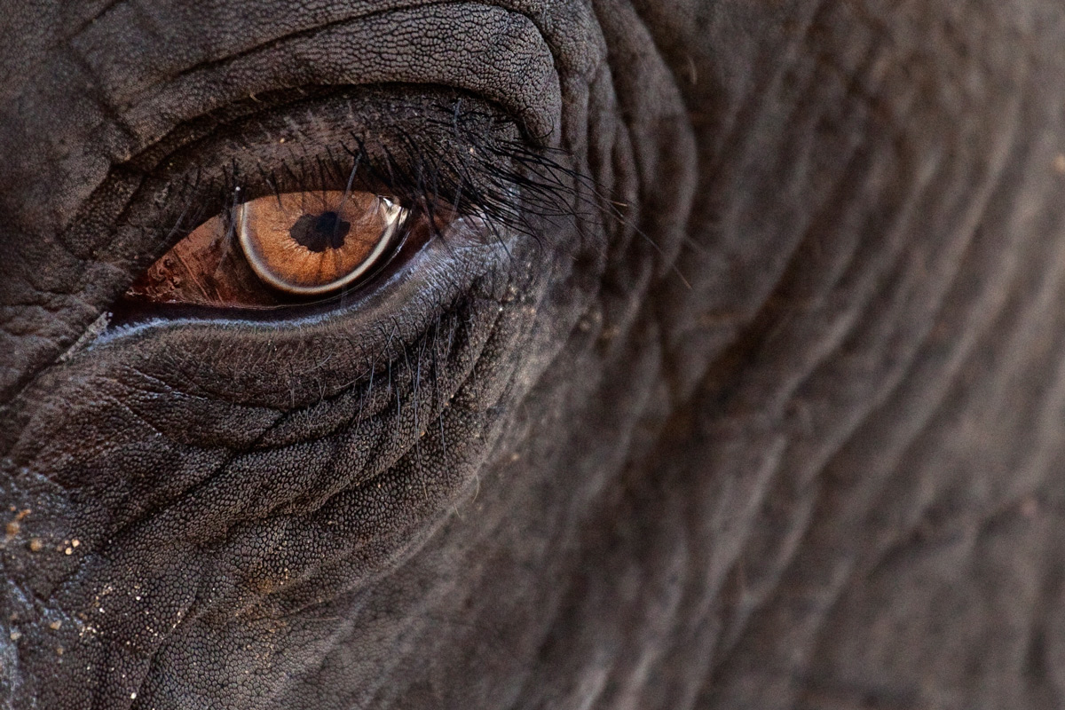 The eye of the elephant