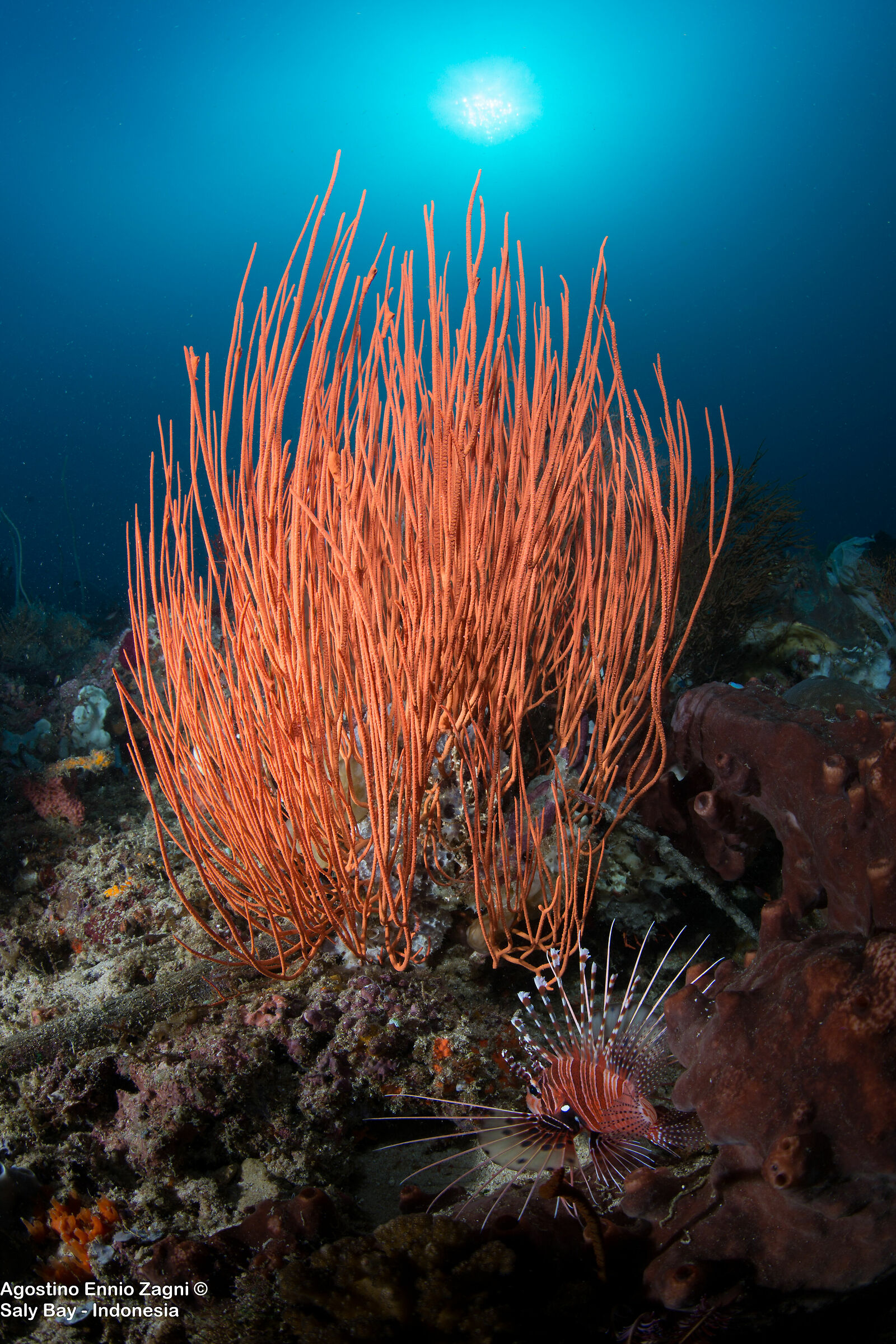 coral and lion fish