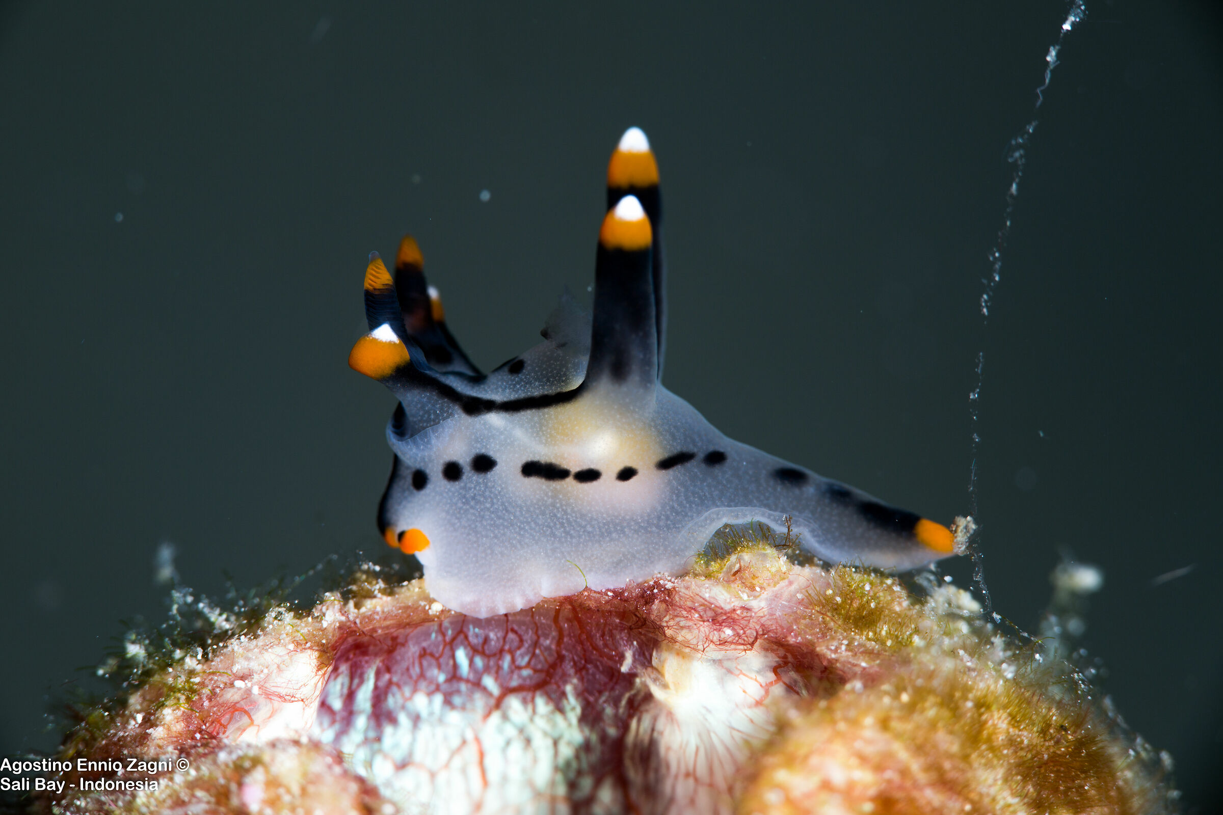 pikachu - nudibranch - saly bay