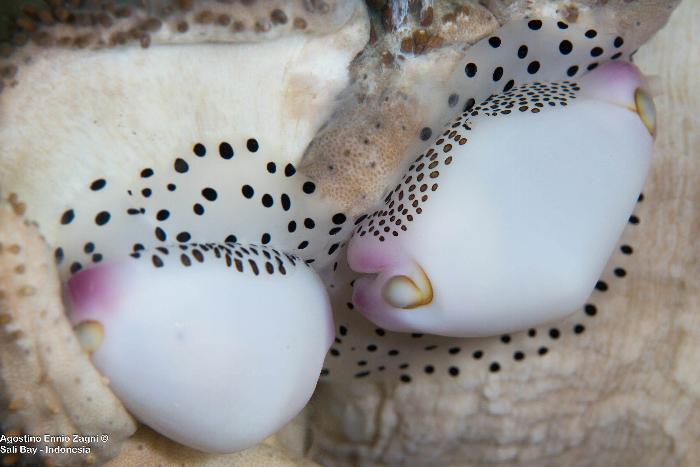 ciprea and eggs - saly bay