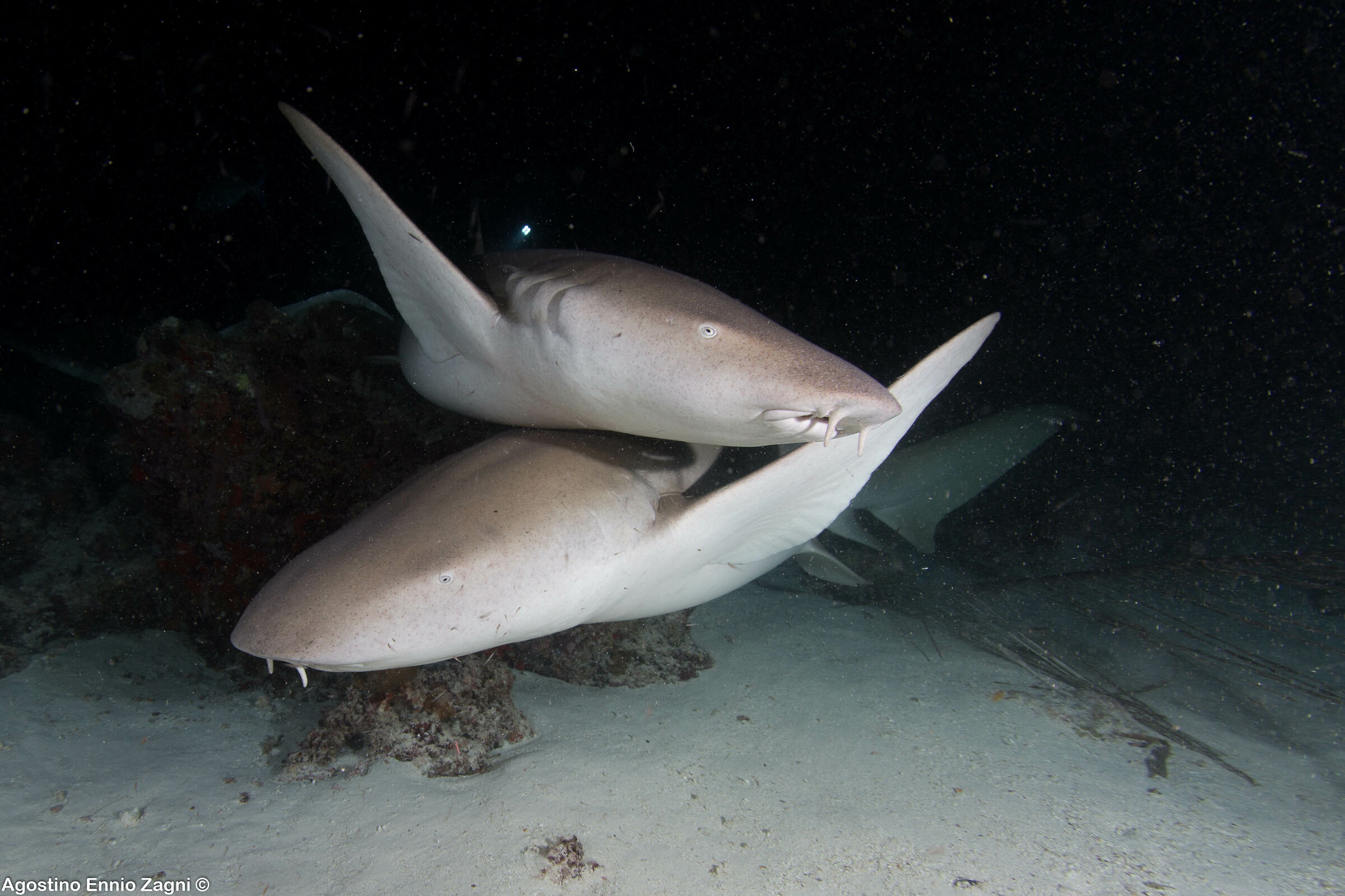 Nurse shark - alimatha - maldive