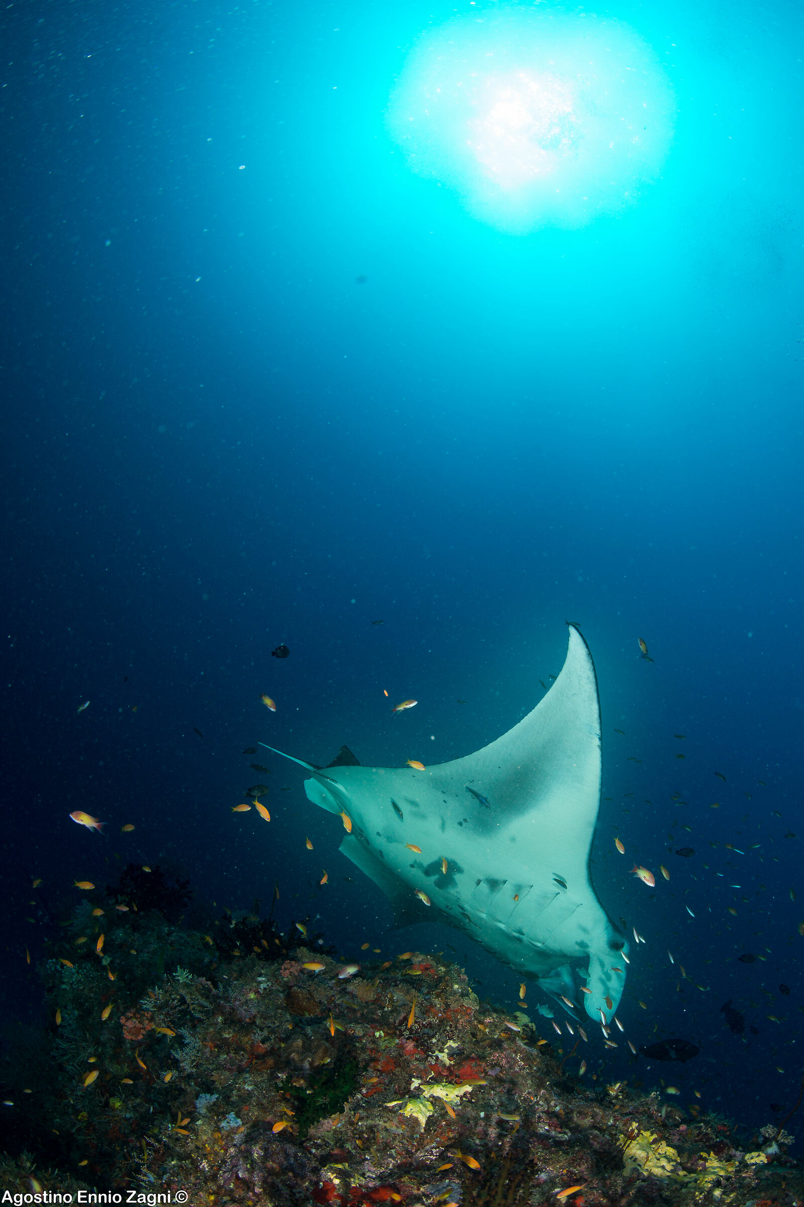 hanifaruu - maldives manta 1