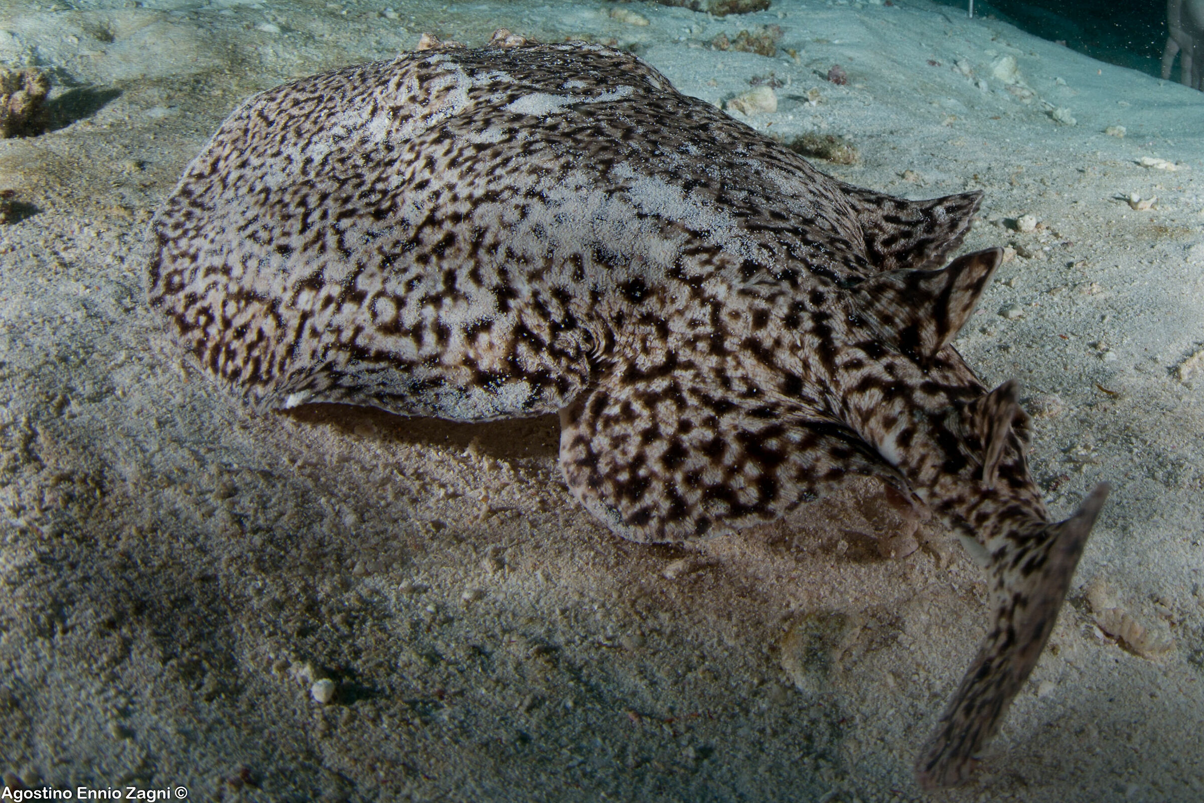 electric manta ray - hanifaru