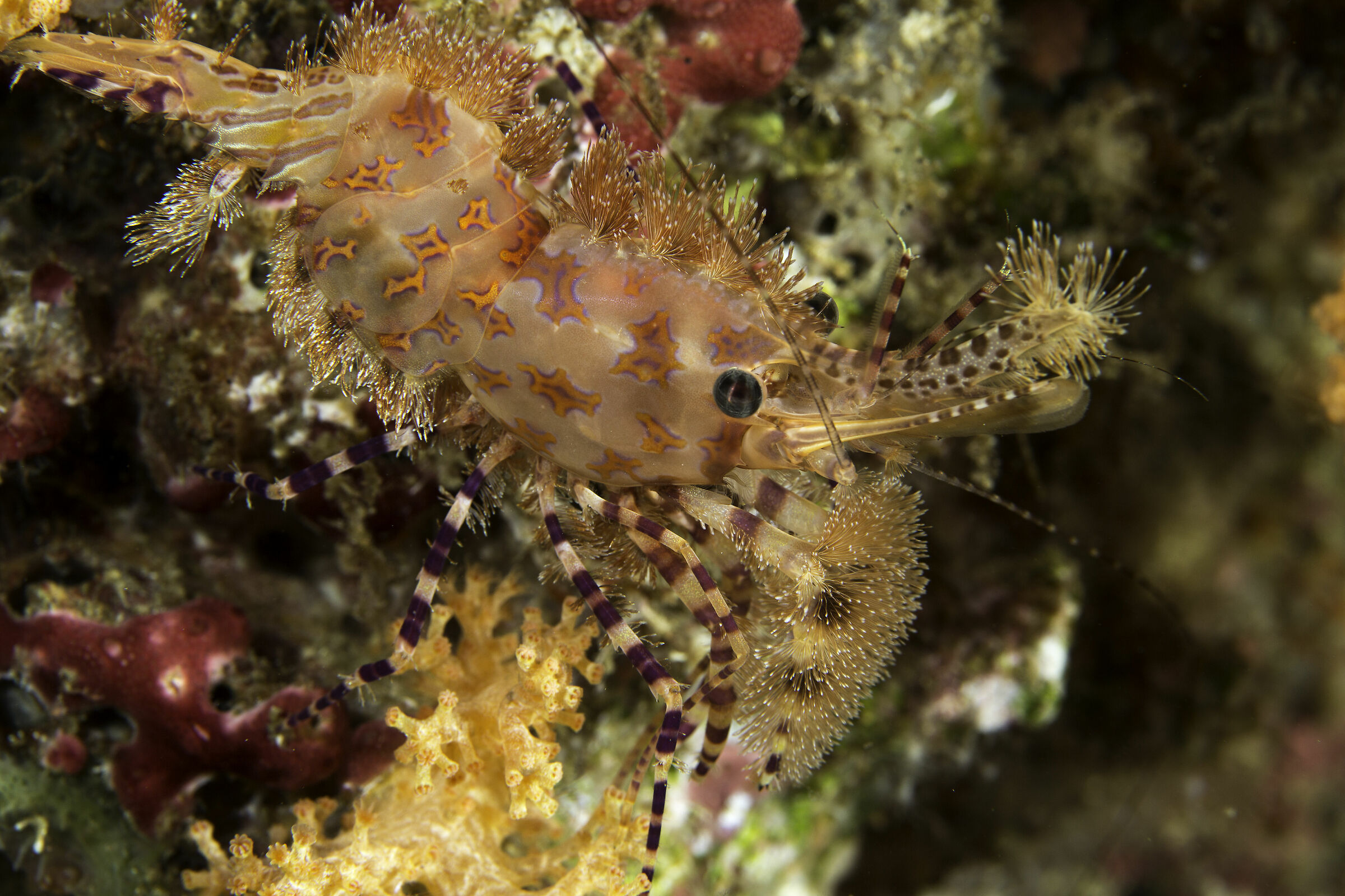 sarong shrimp - siladen