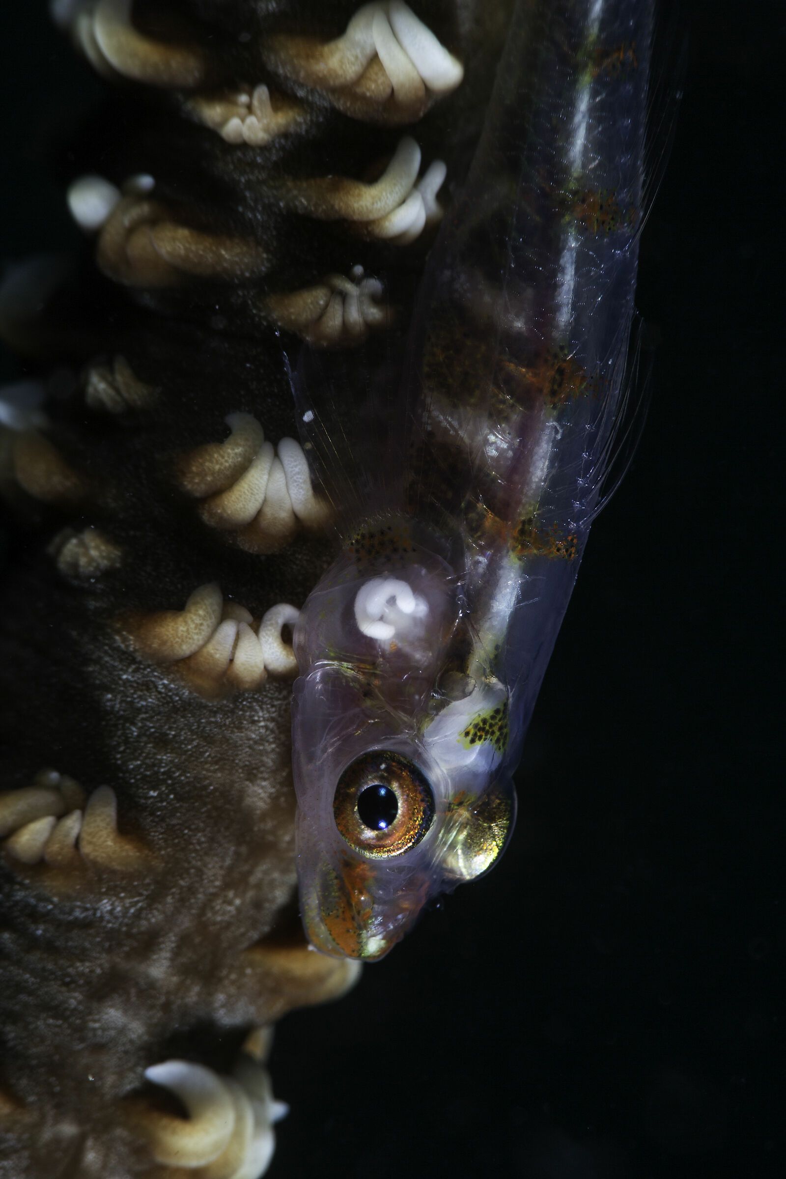 gobide - Philippine puertogalera