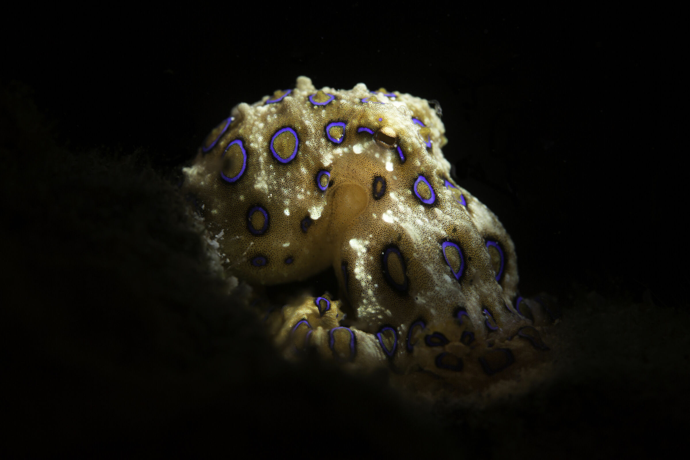 blue ring octopus - snoot - siladen