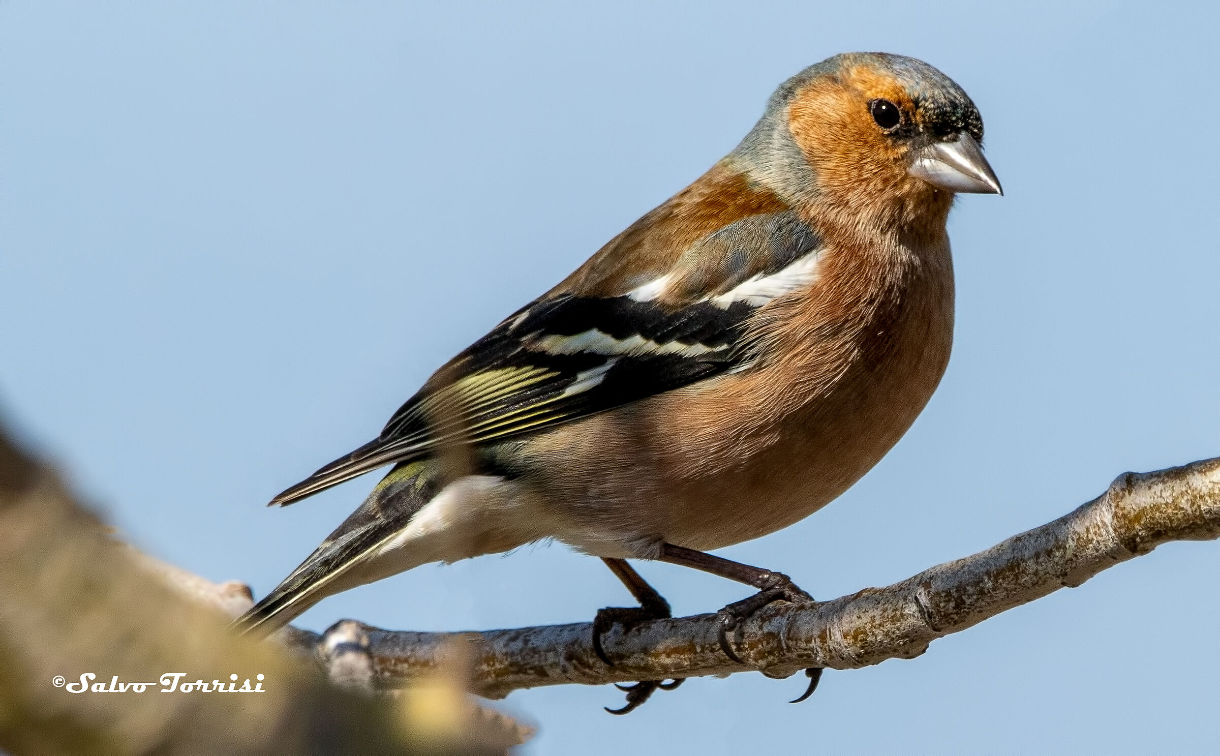 Chaffinch