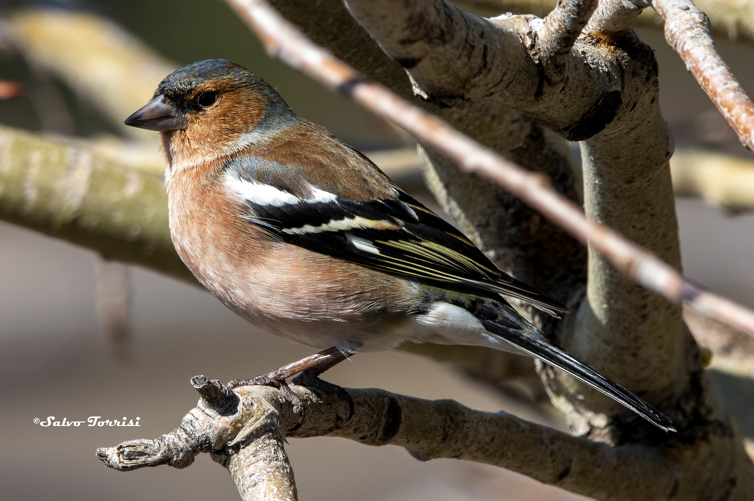 Chaffinch