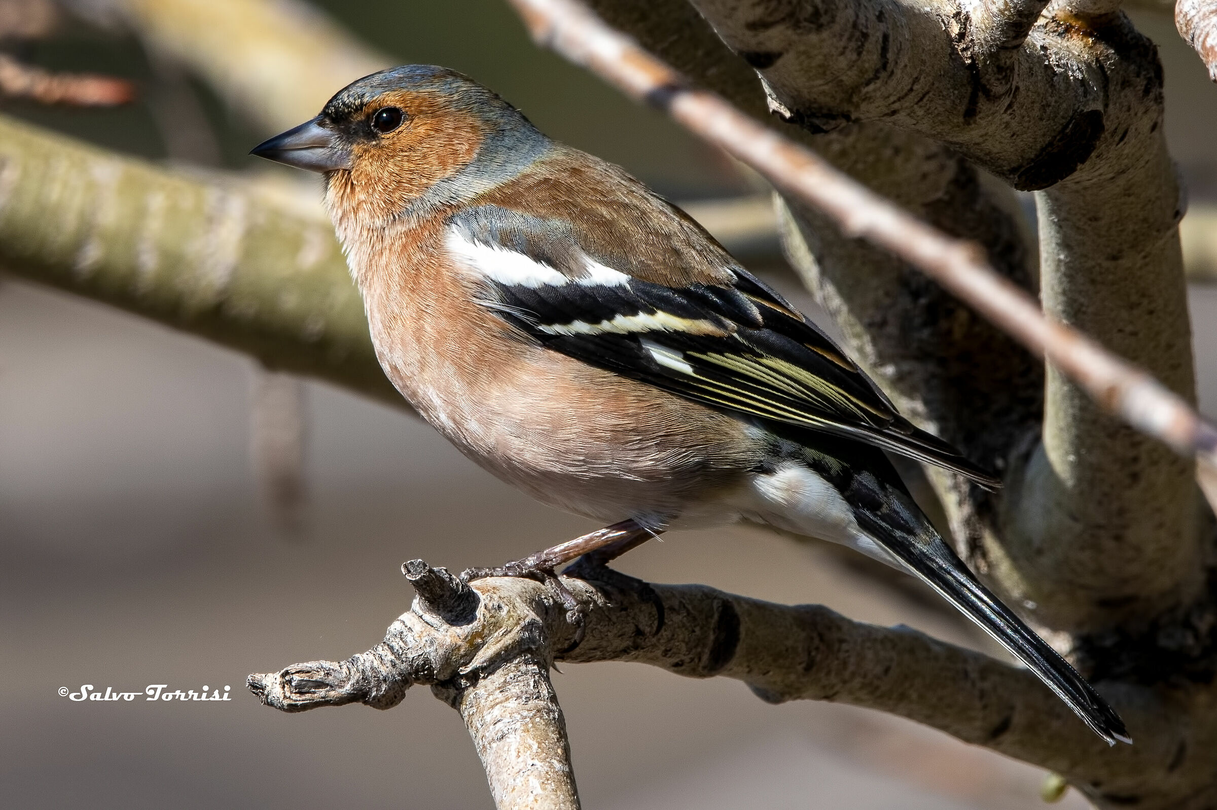 Chaffinch