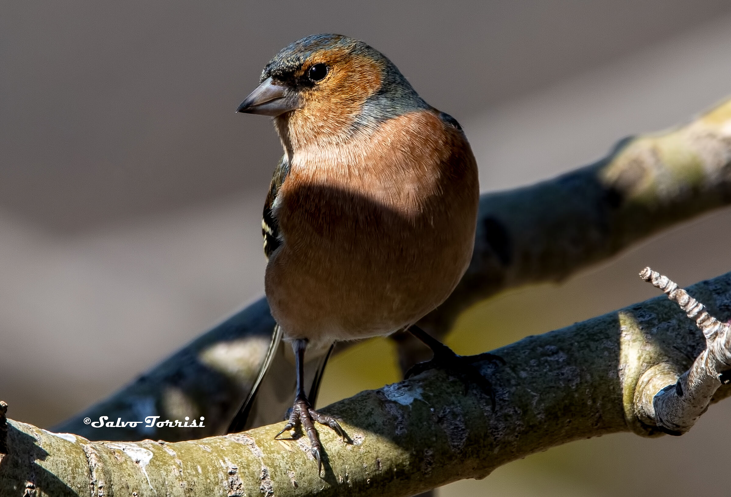 Chaffinch... sun-kissed