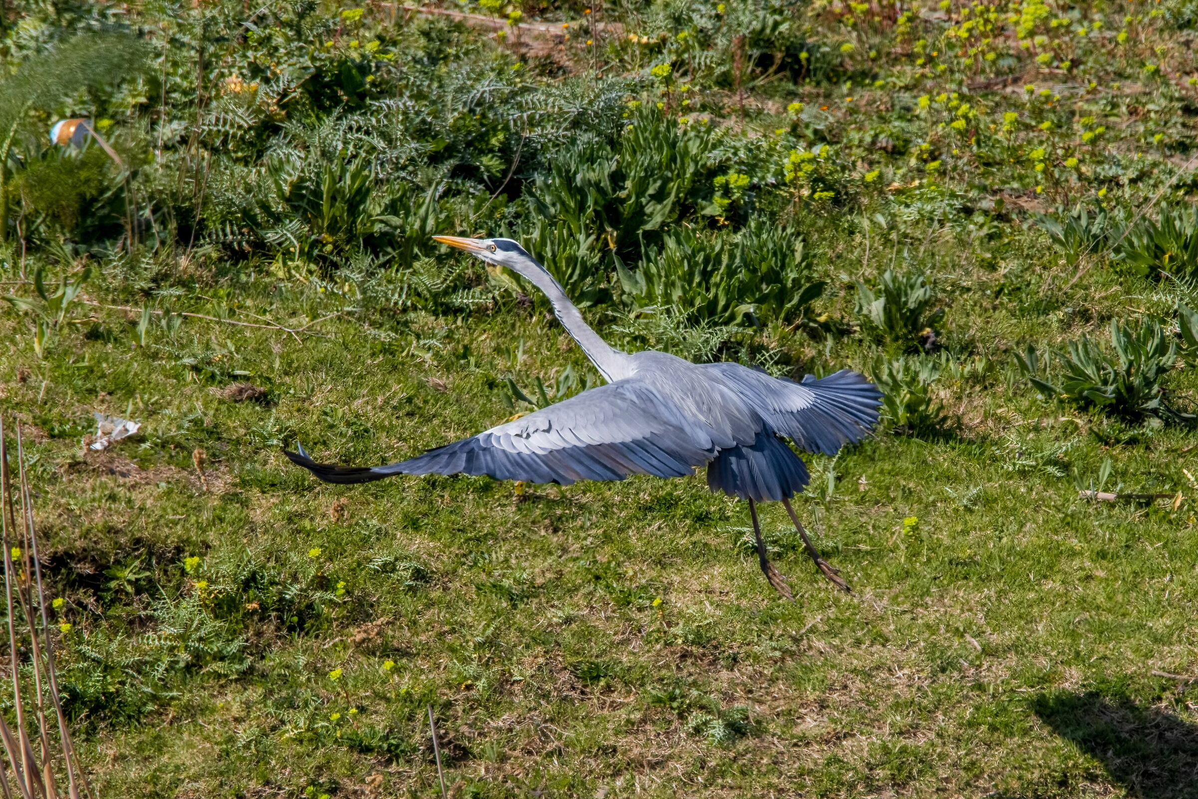 Ash heron. i'm going to take it off.