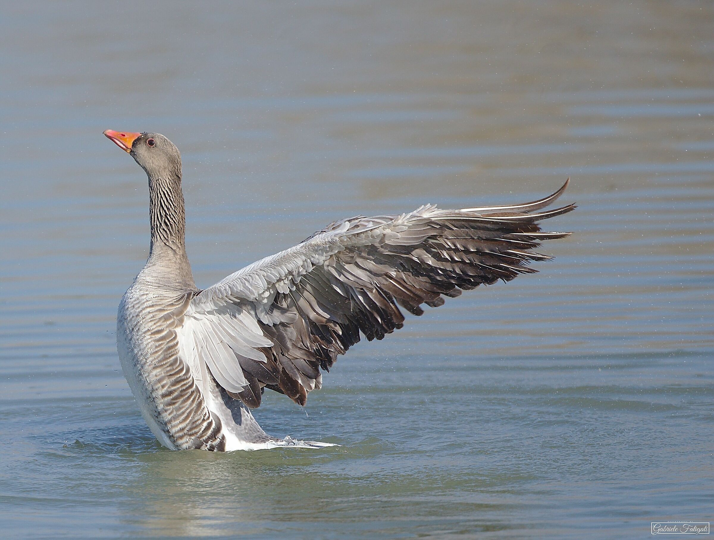 The splendor of a goose