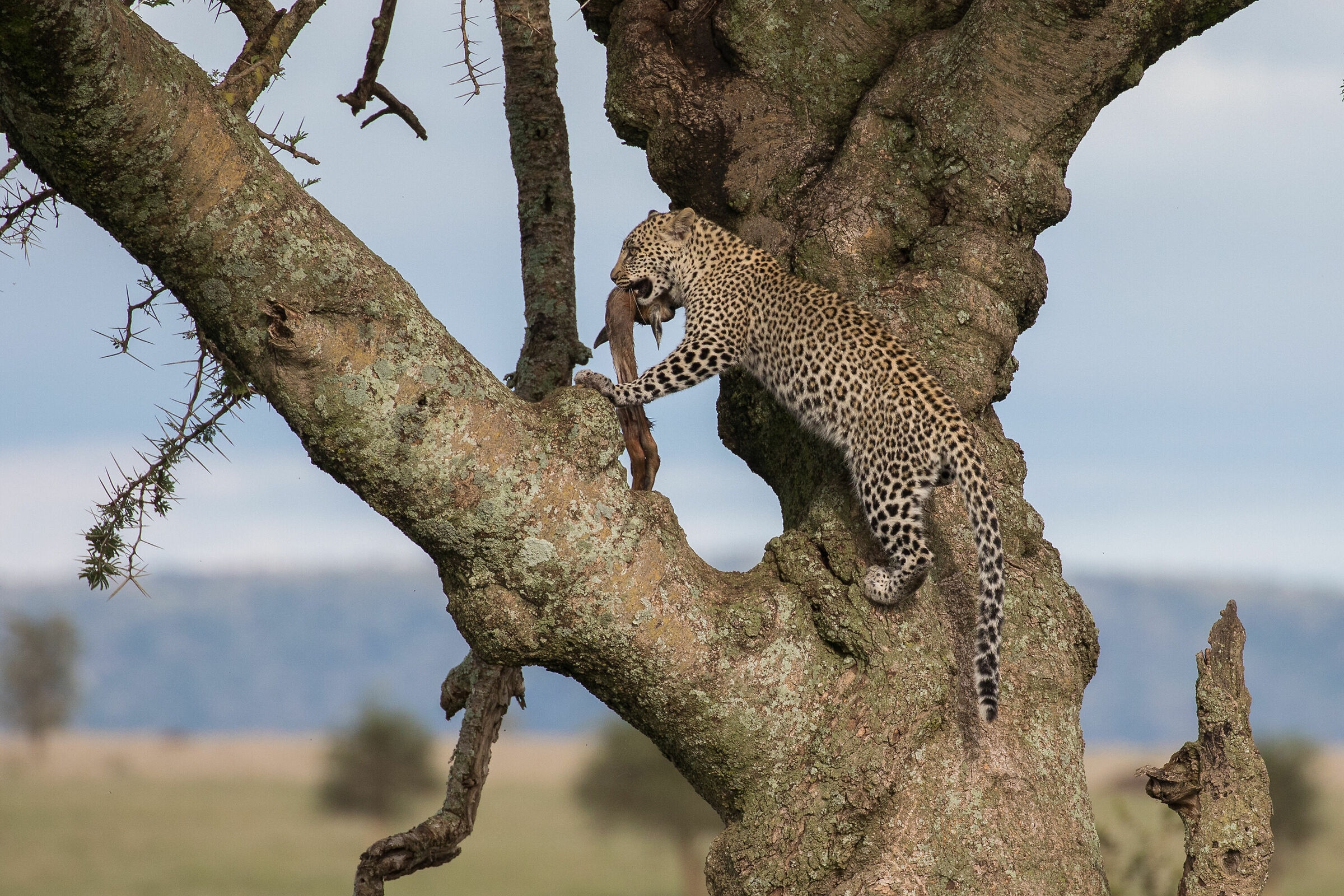 Take-away leopard style