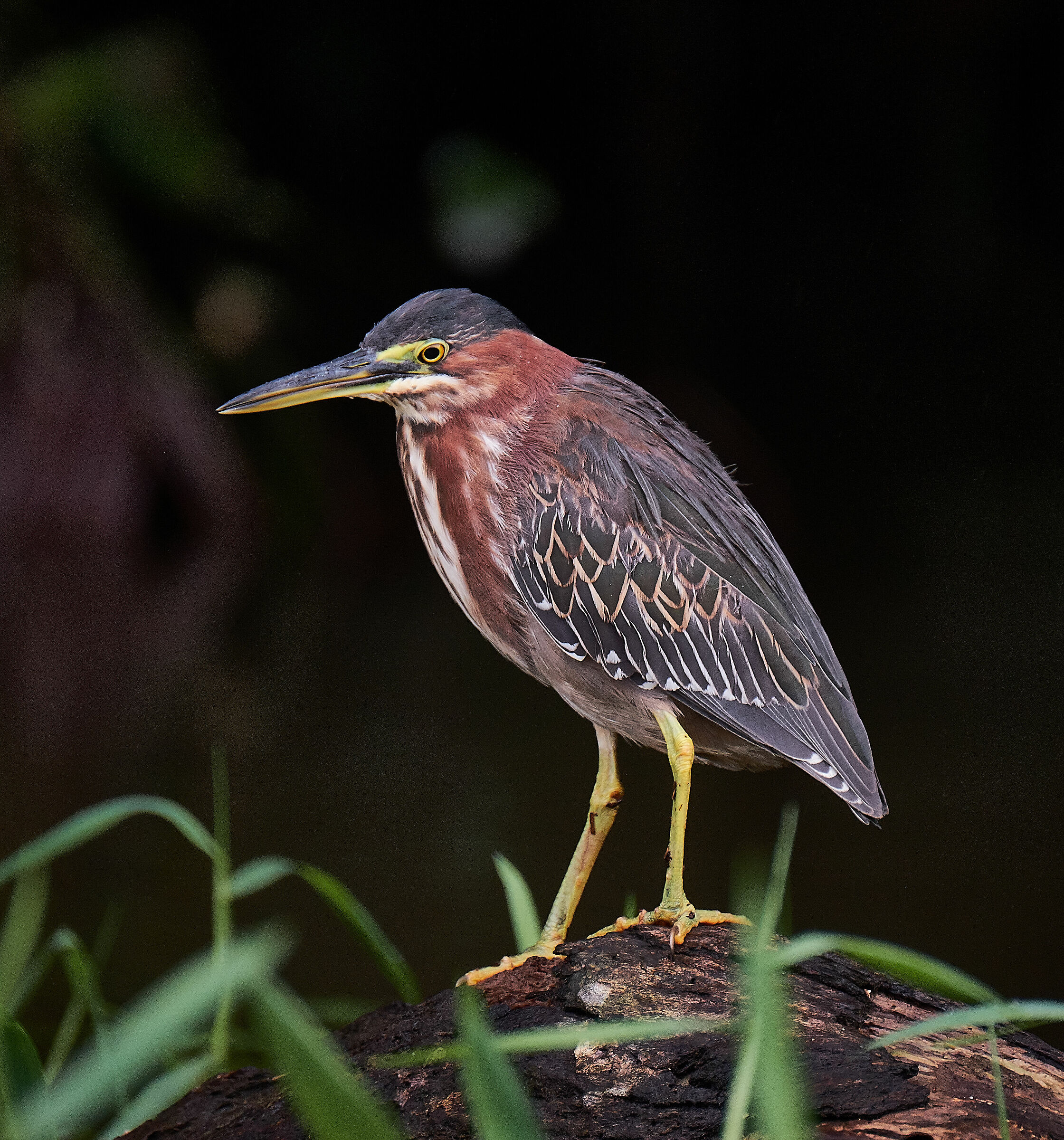 Airone verde (Butorides virescens) p.n. Tortuguero