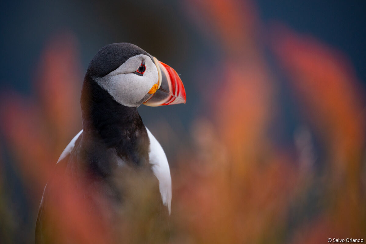 Puffin