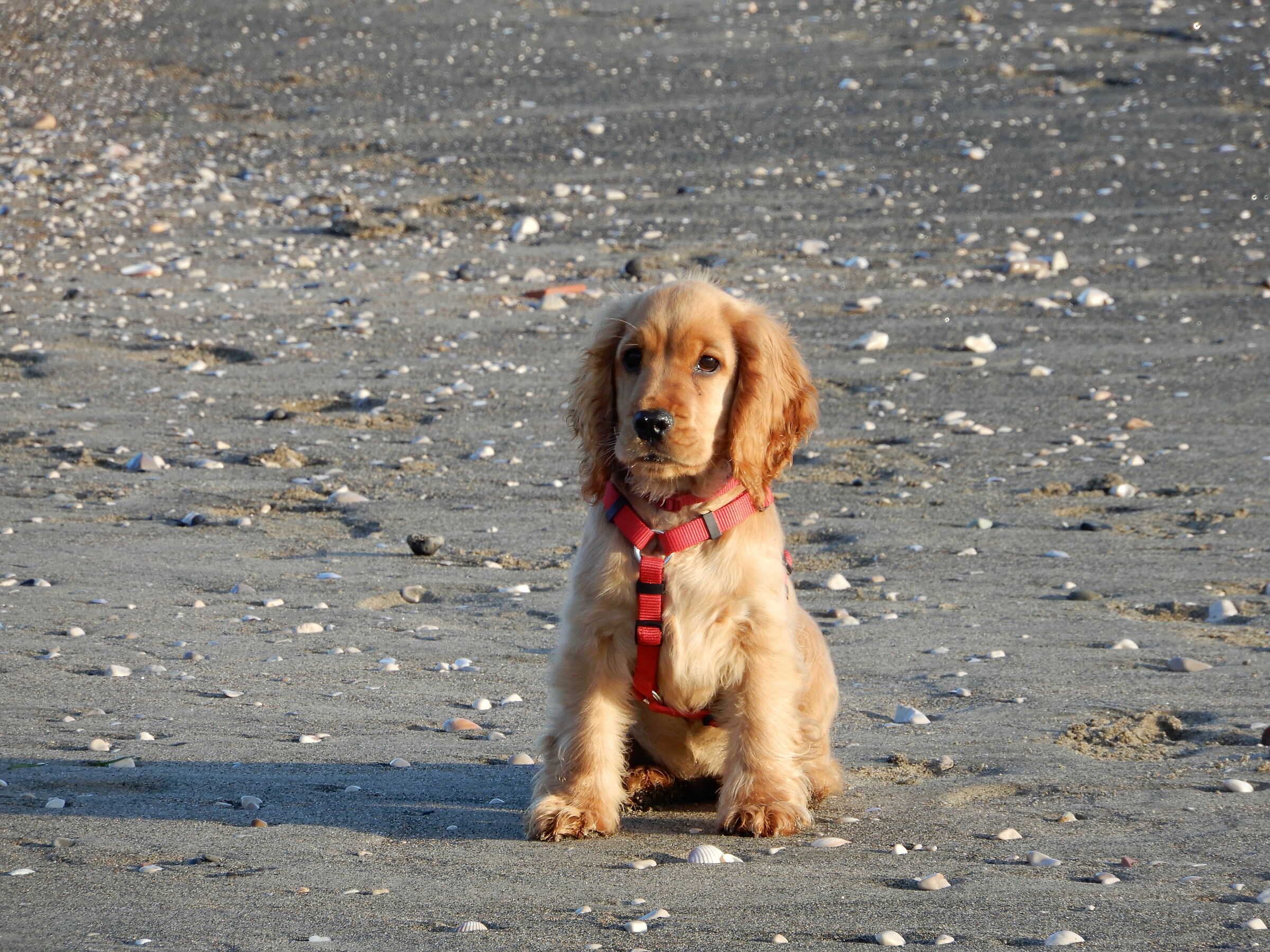 cucciola di Cocker Spaniel inglese
