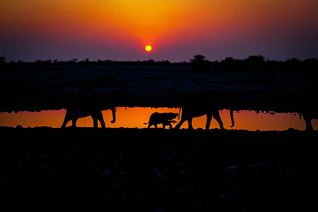 Elephants at sunset