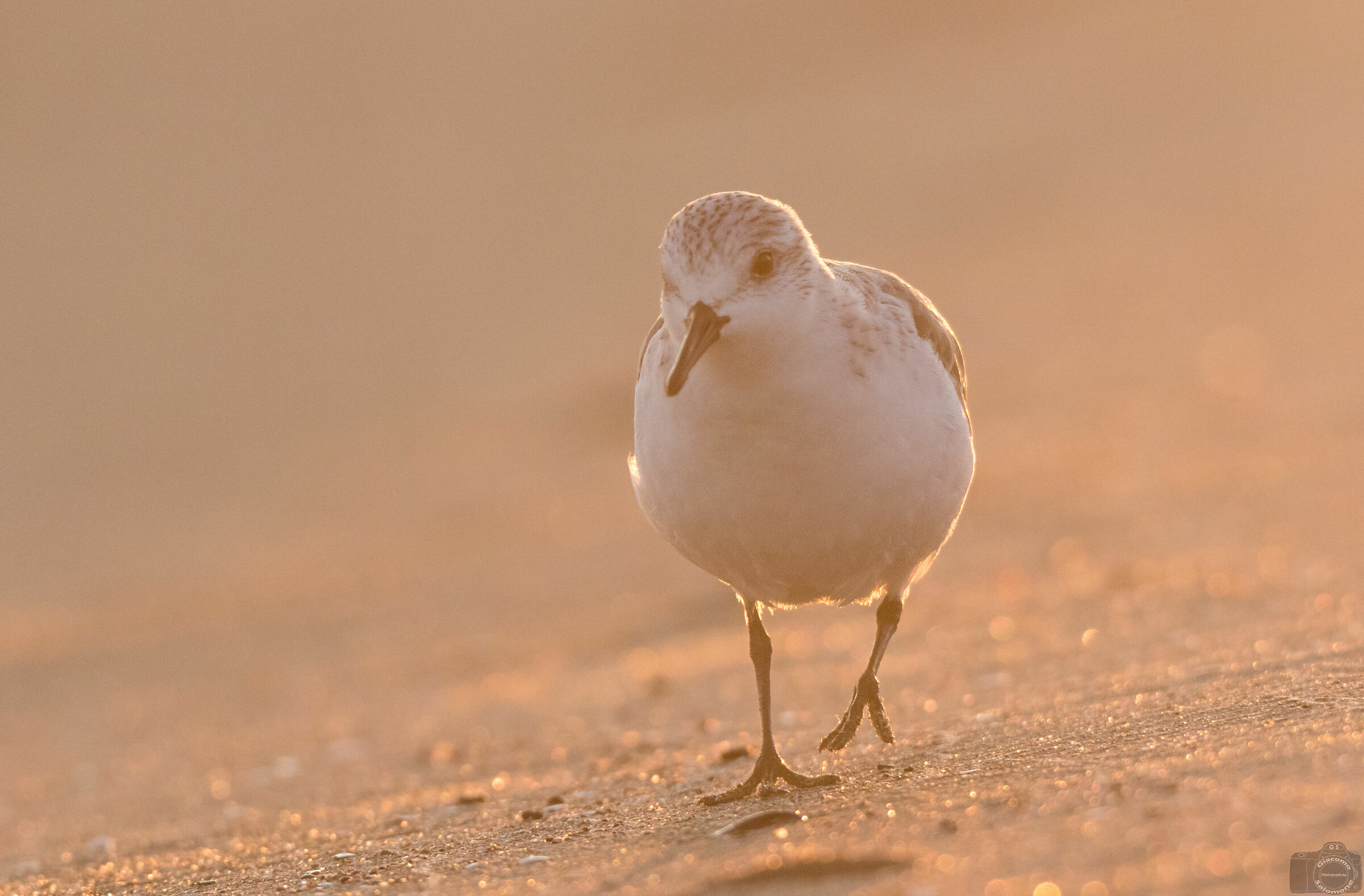 Rainhard tridactylo in backlight at sunset
