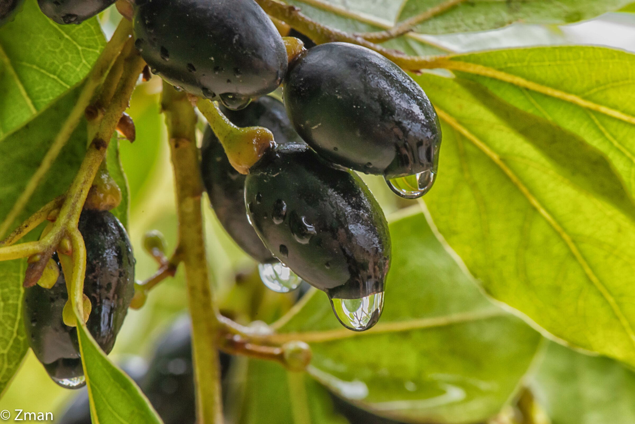 Bay Olives and Leaves