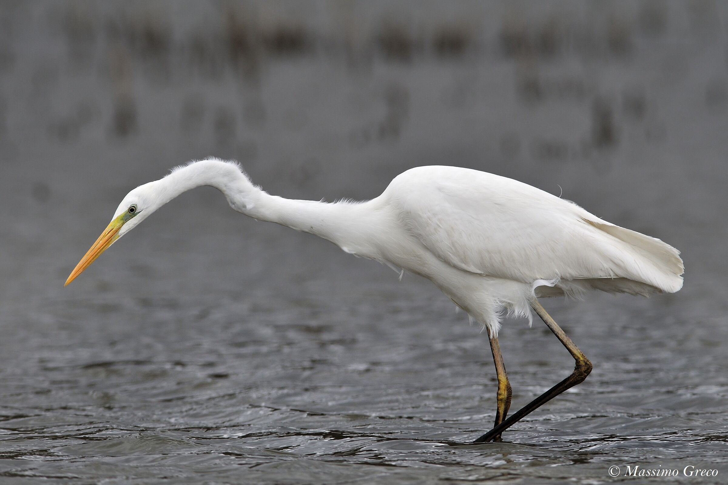 Major white heron