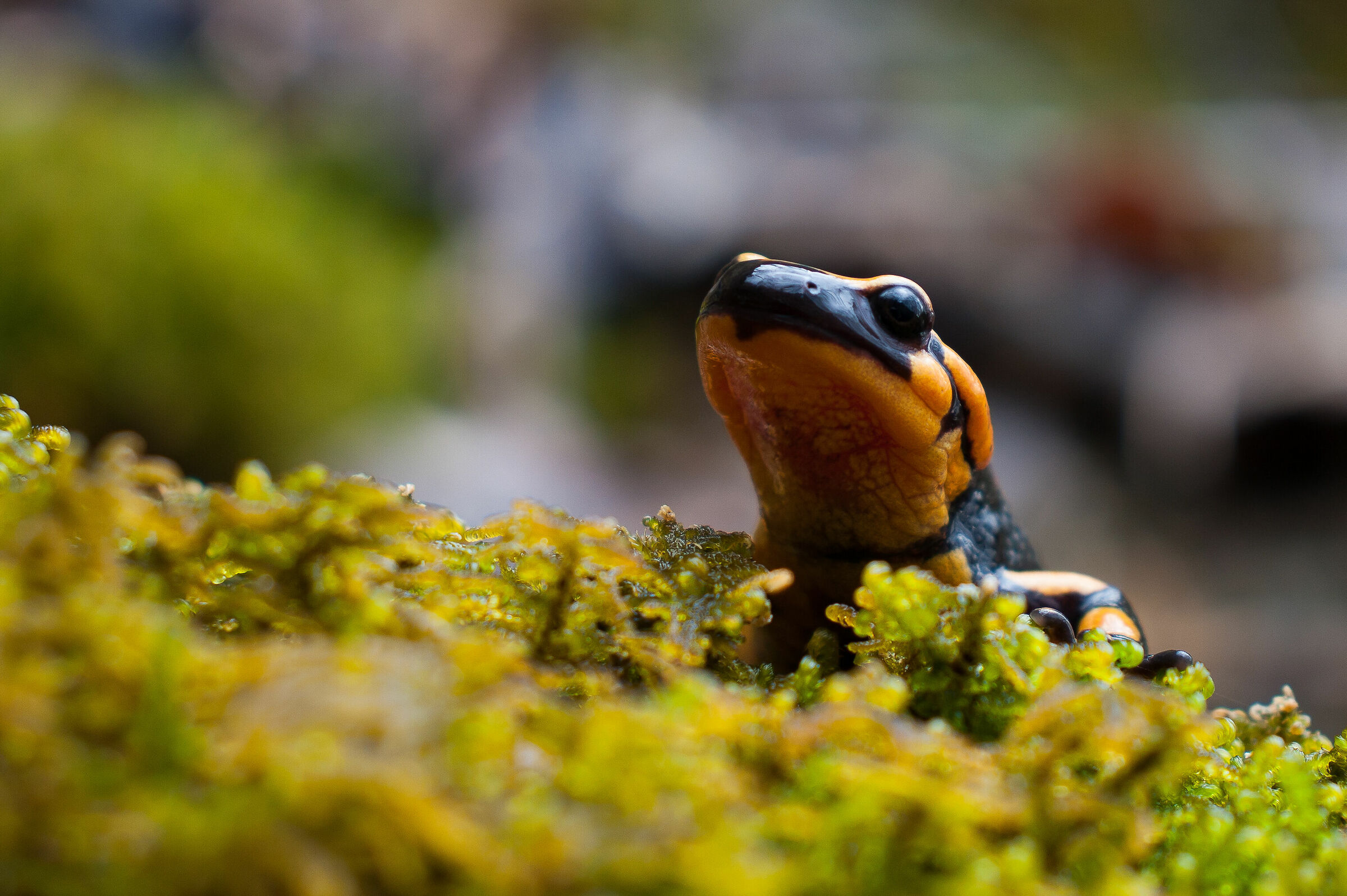 Salamandra pezzata (Salamandra s. giglioli)