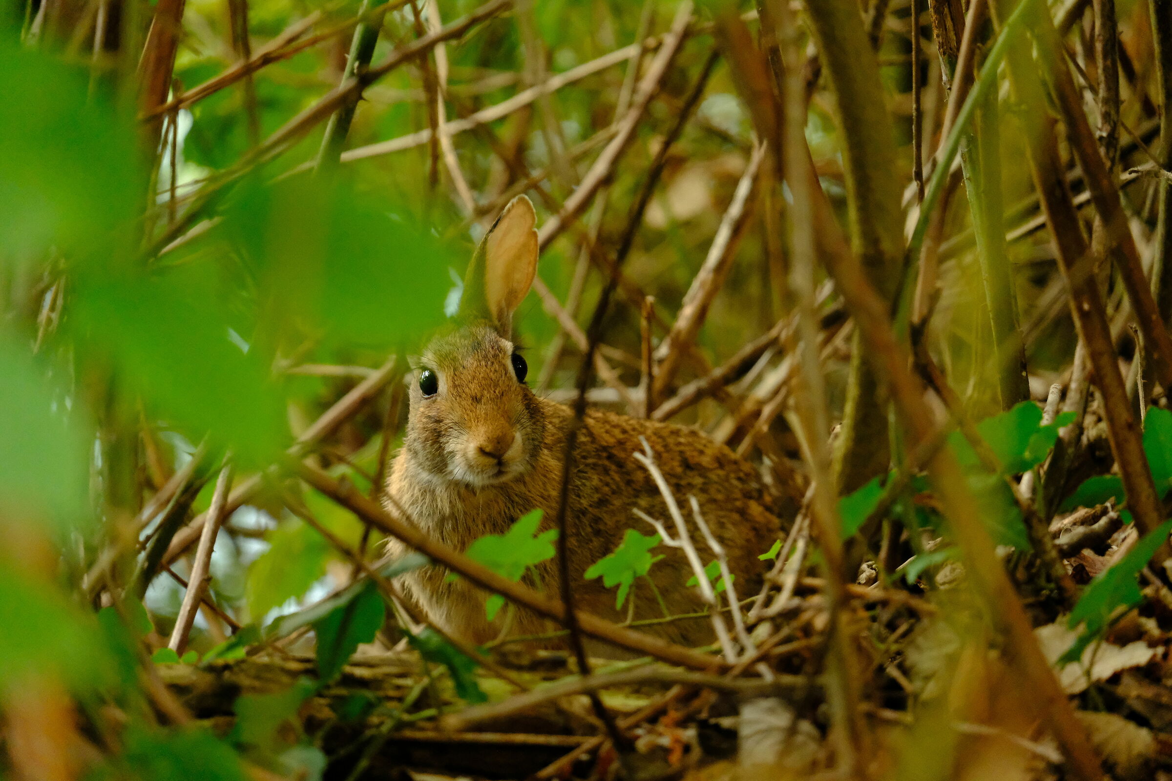 Il primo avvistamento selvatico - Torbiere del Sebino