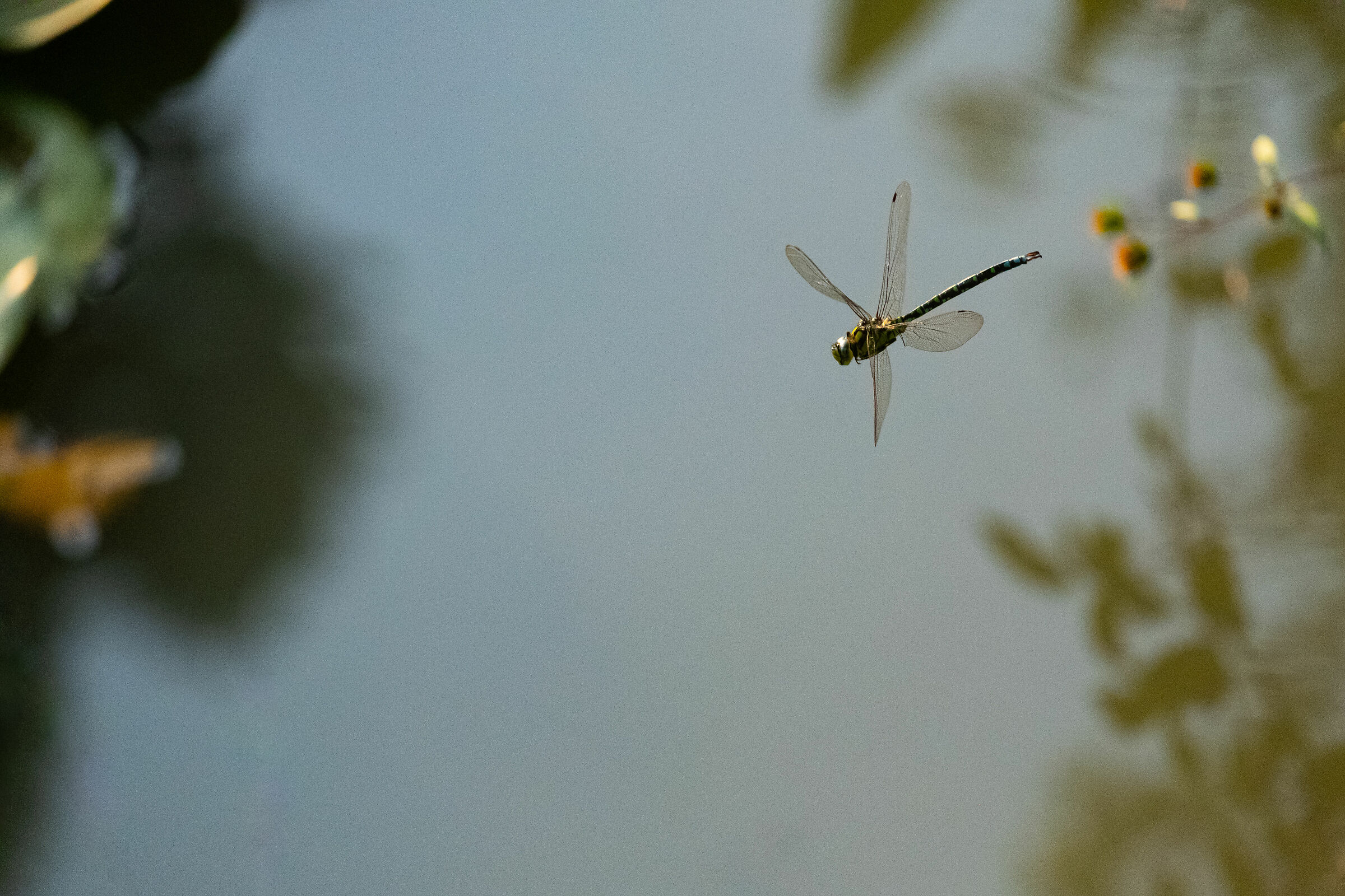 Il battito d'ali di una libellula - Monte Maddalena