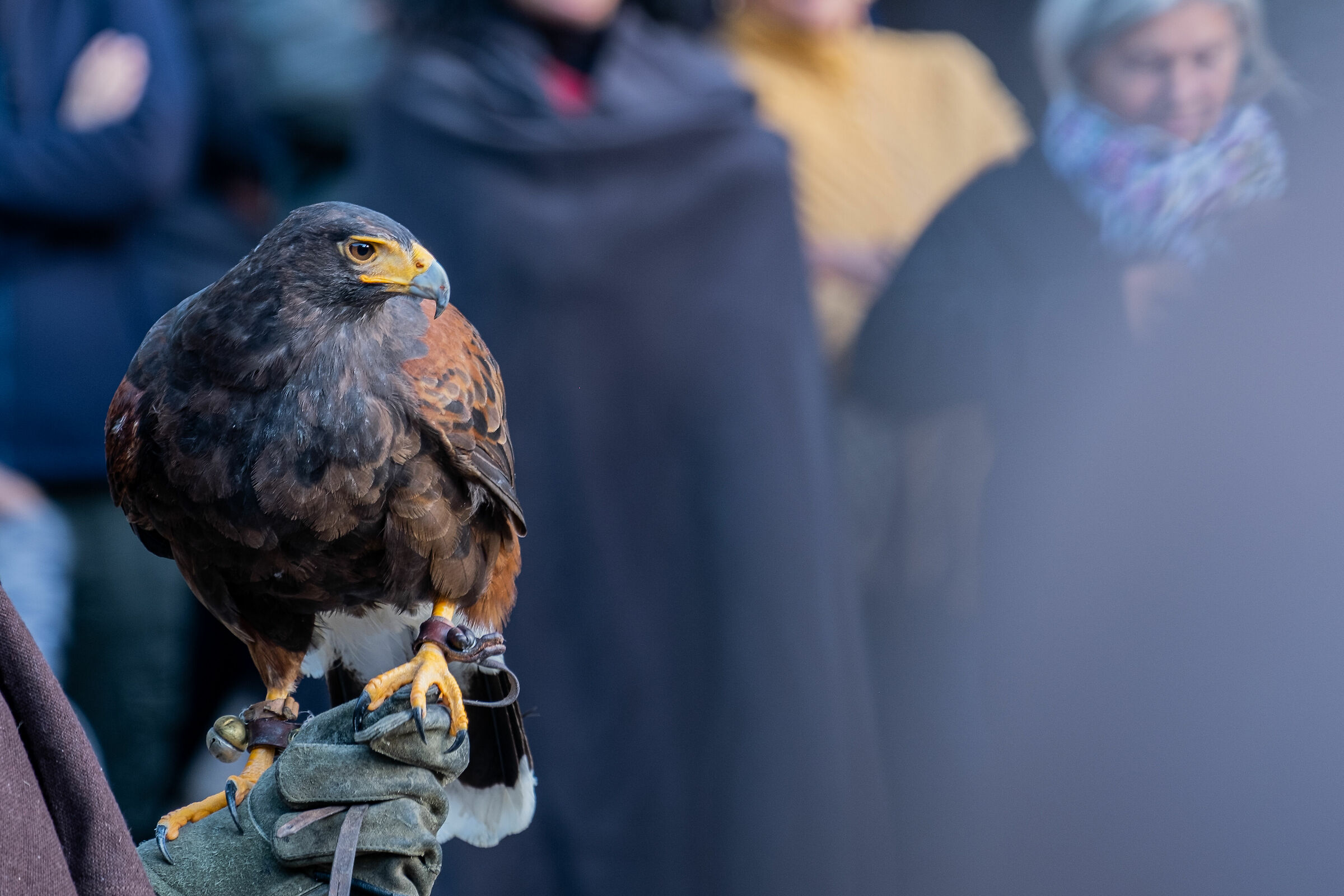 Lo stupore di fronte ai falconieri - Borno
