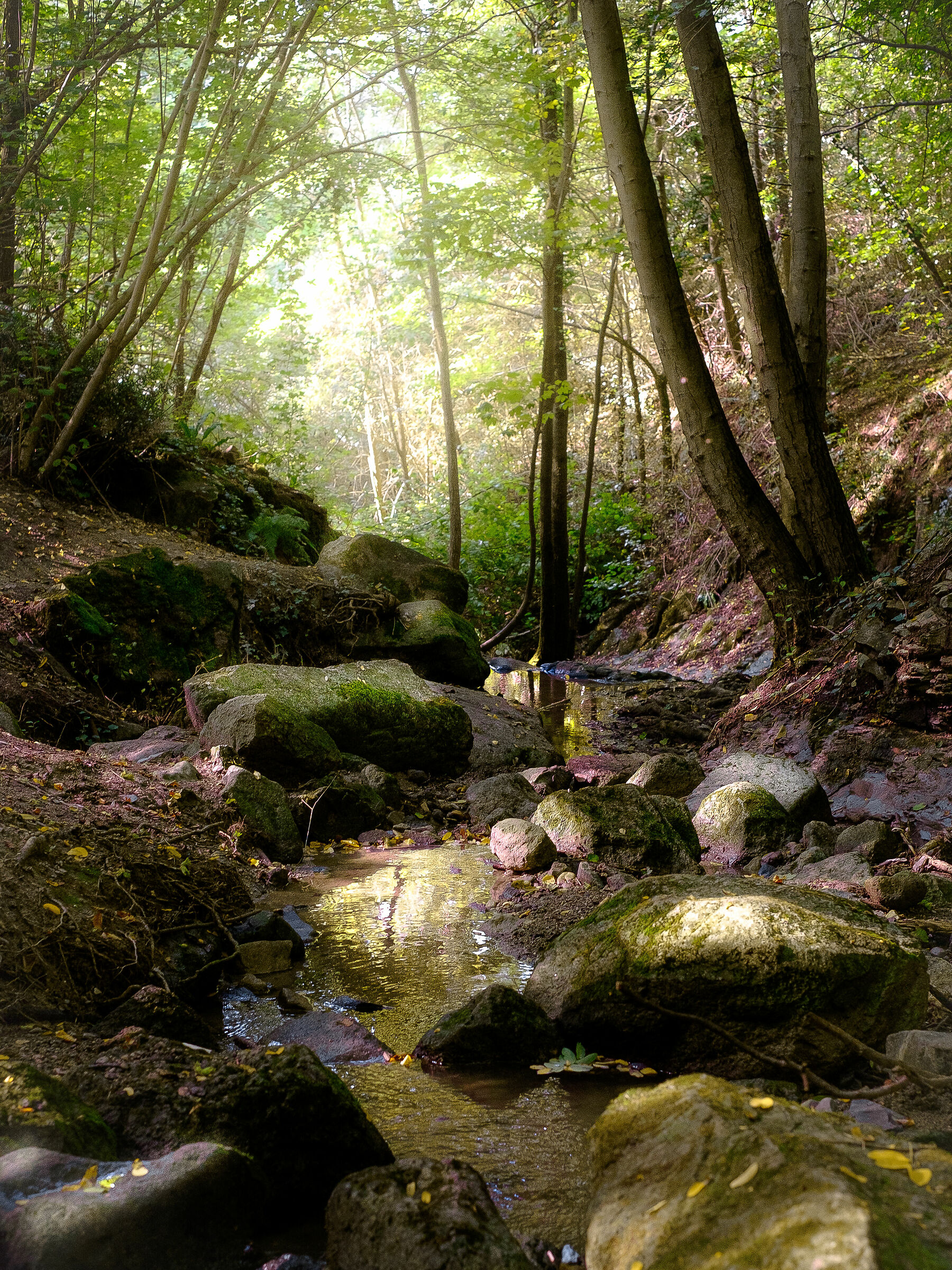 Glimpse of the woods