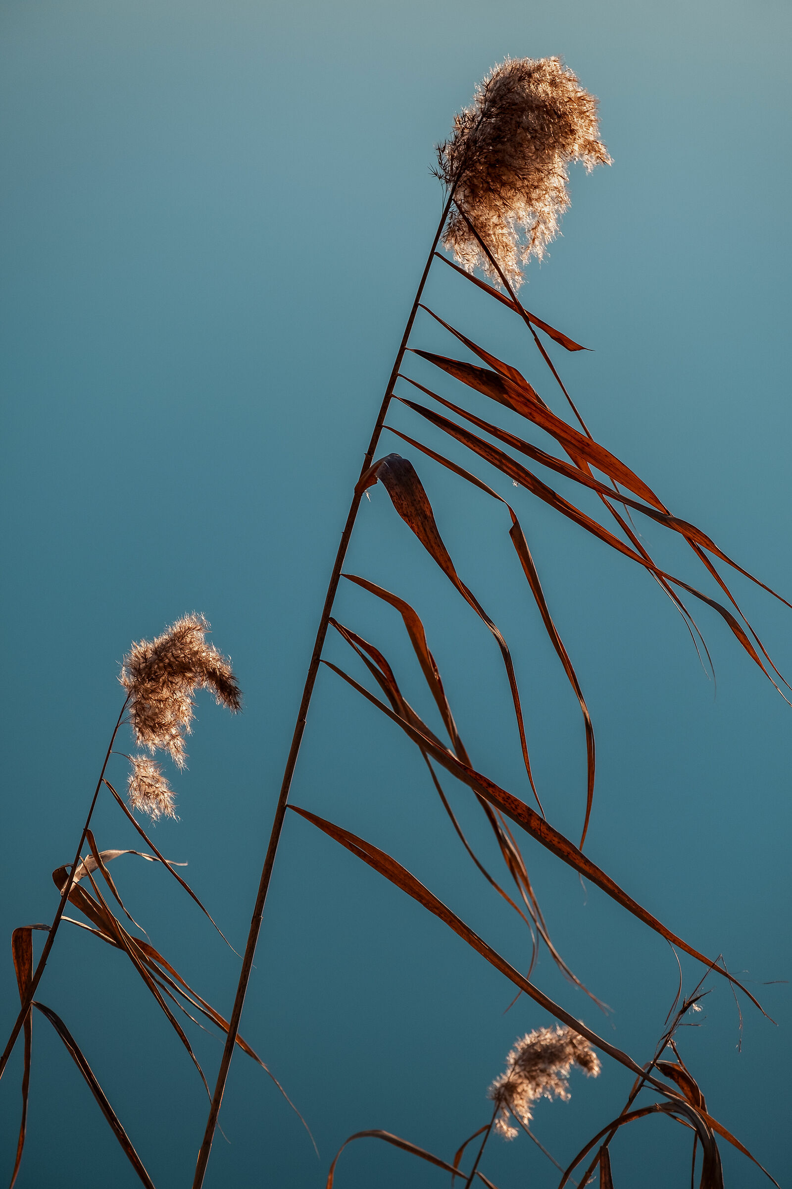 Un quadro naturale - Torbiere del Sebino