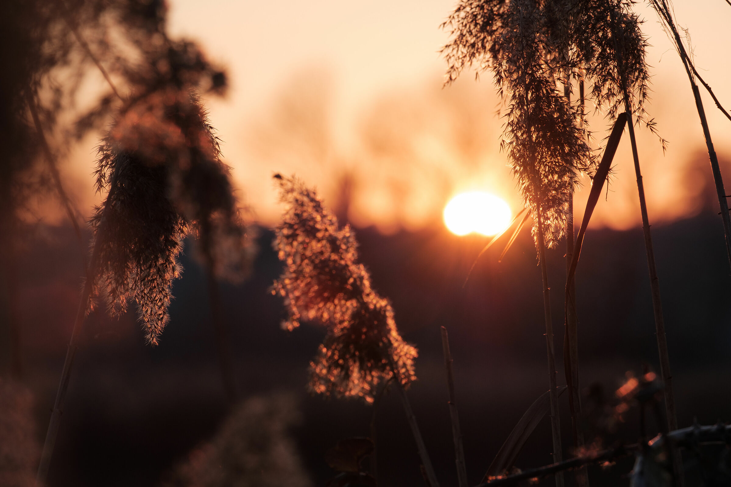 Tramonto tra le fronde - Torbiere del Sebino