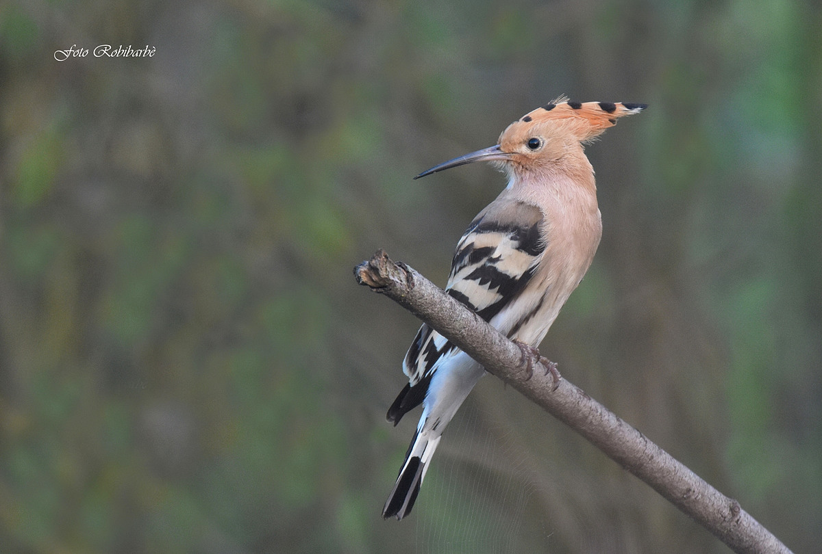 Hoopoe...