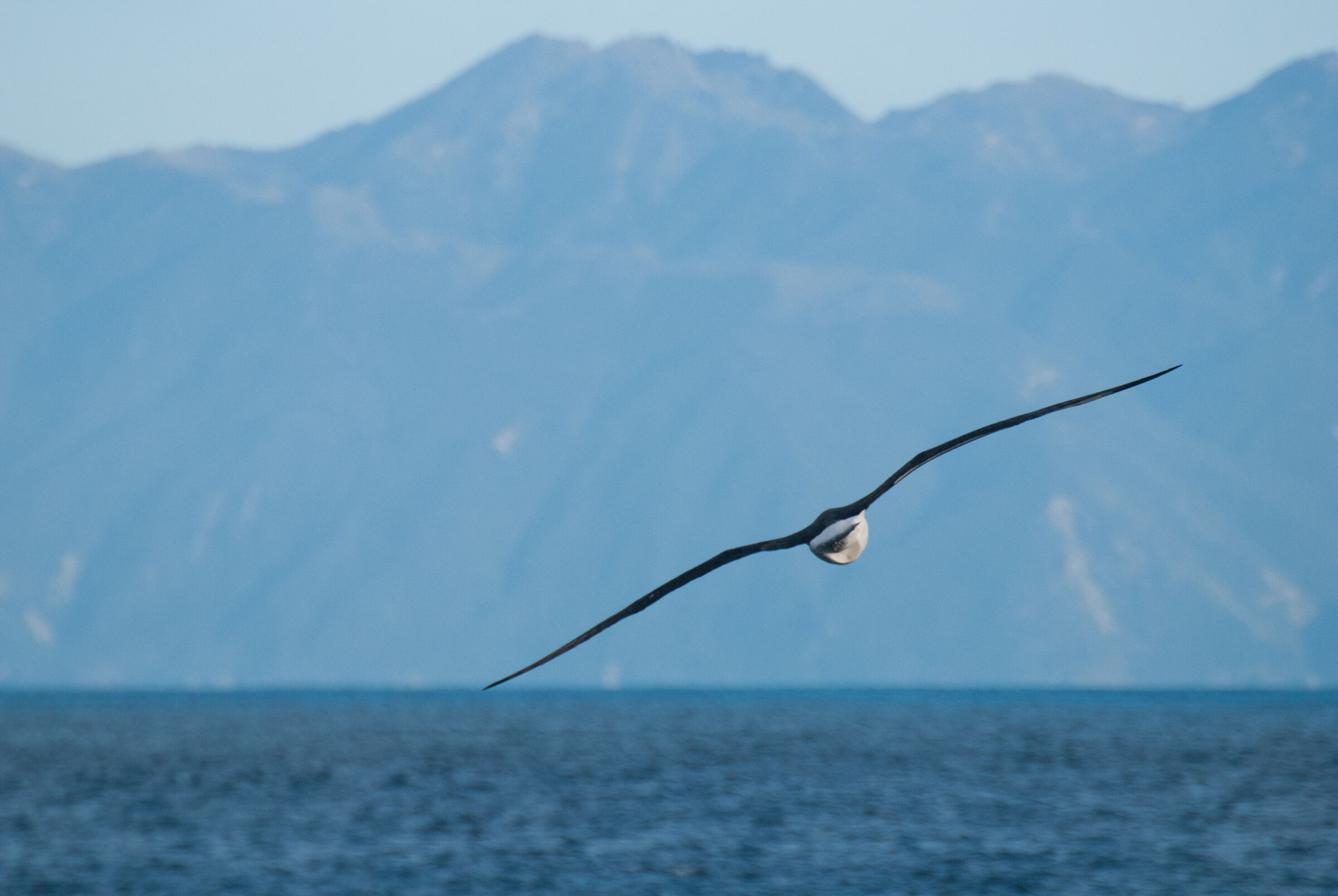 The flight of the Albatross