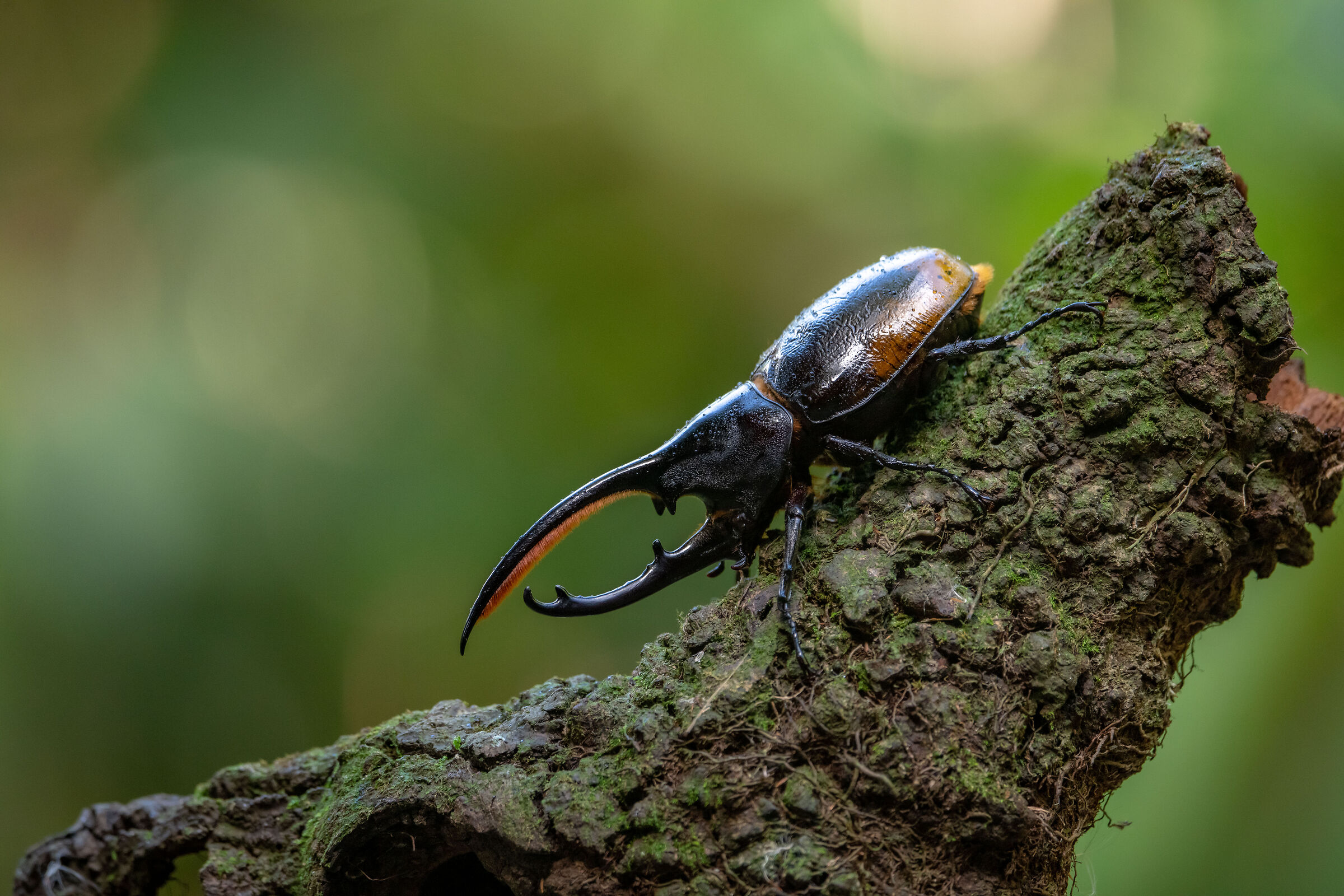Hercules beetle